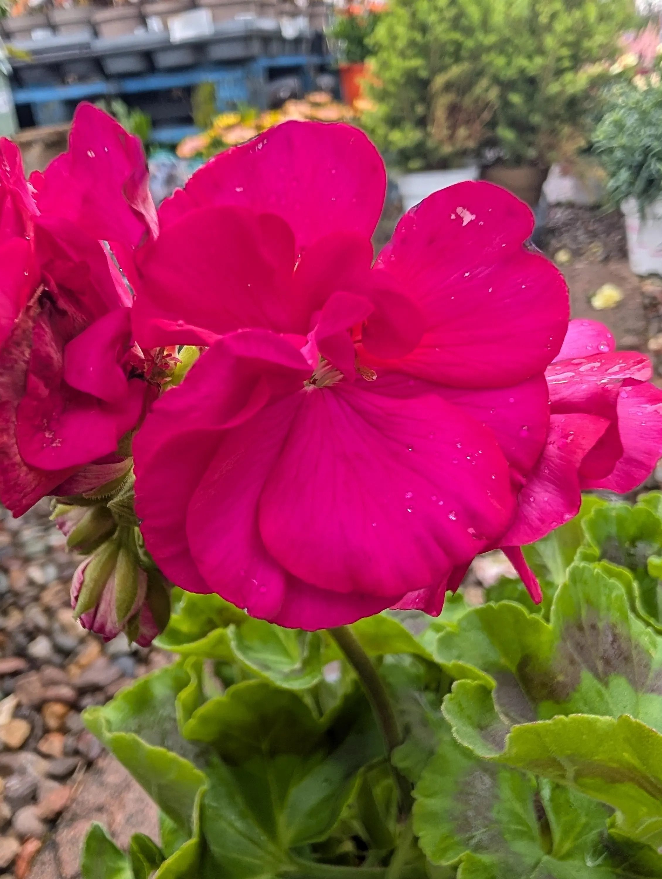 Geranium_Plant-Pink-3.jpg