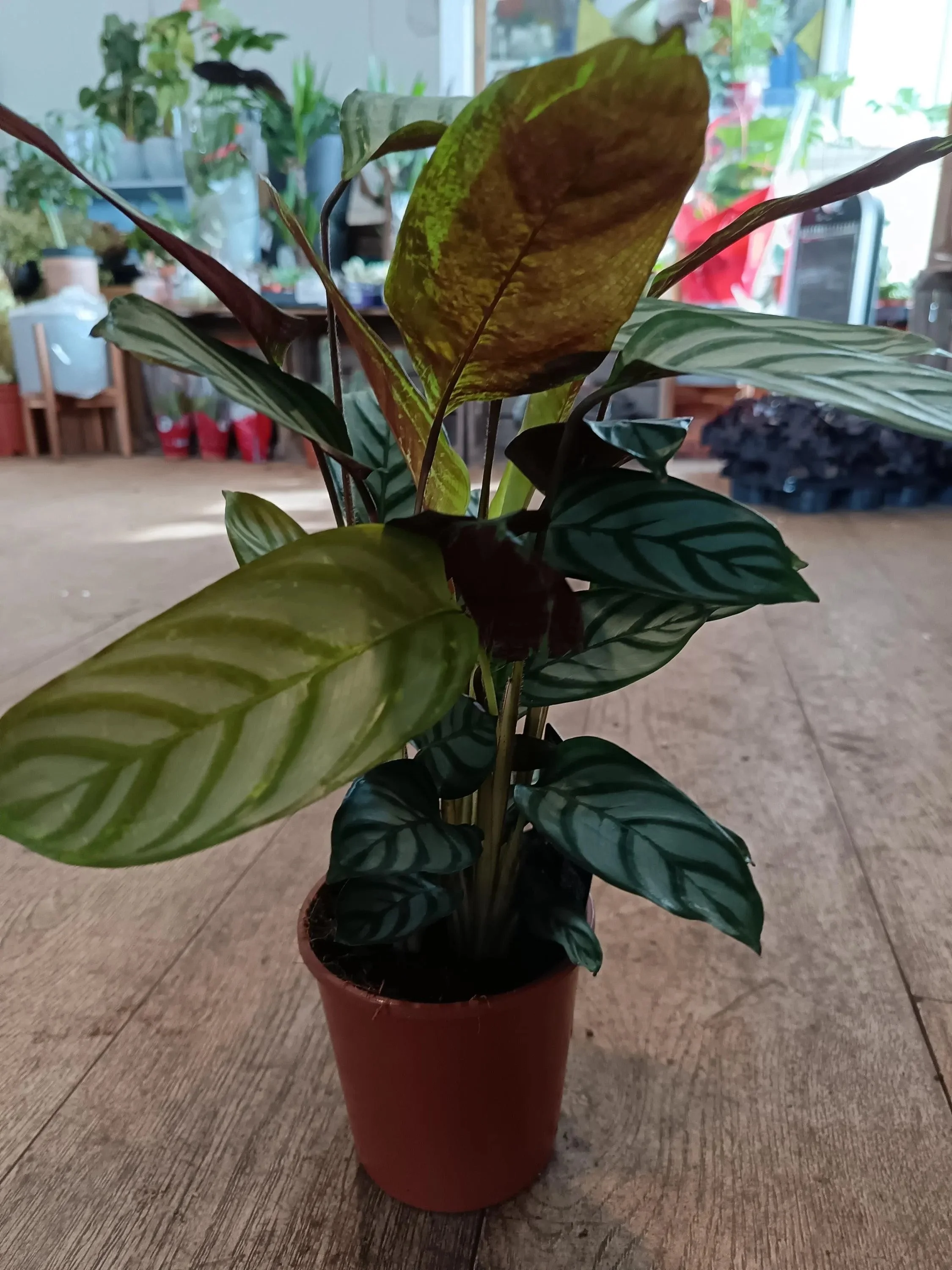 Calathea_Compact_Star-4.jpg