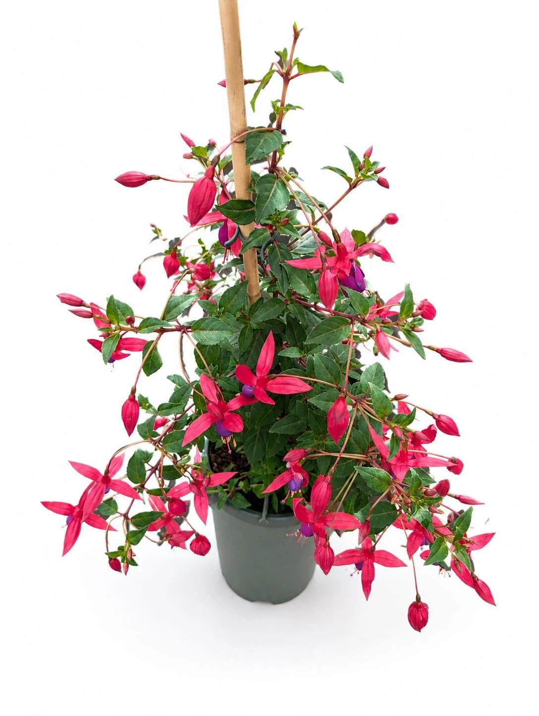 Purple_Fuchsia_Plant-1.jpg