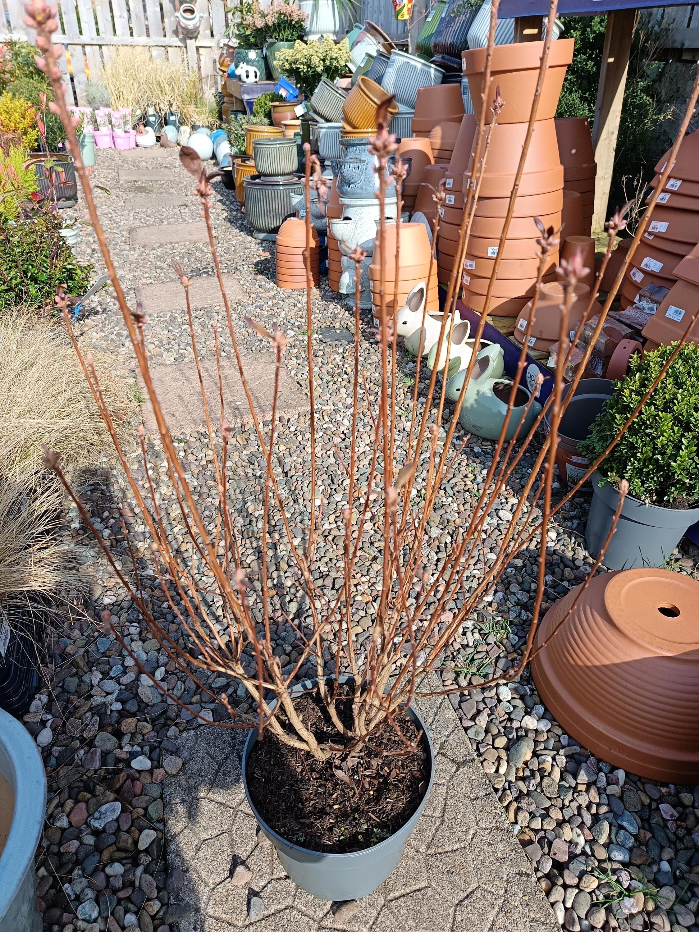 Azalea_Mollis_Deciduous-3.jpg
