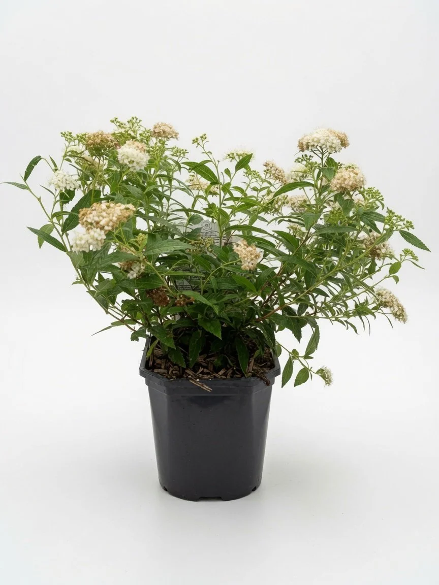 Spirea_Shrub-1-1.jpg
