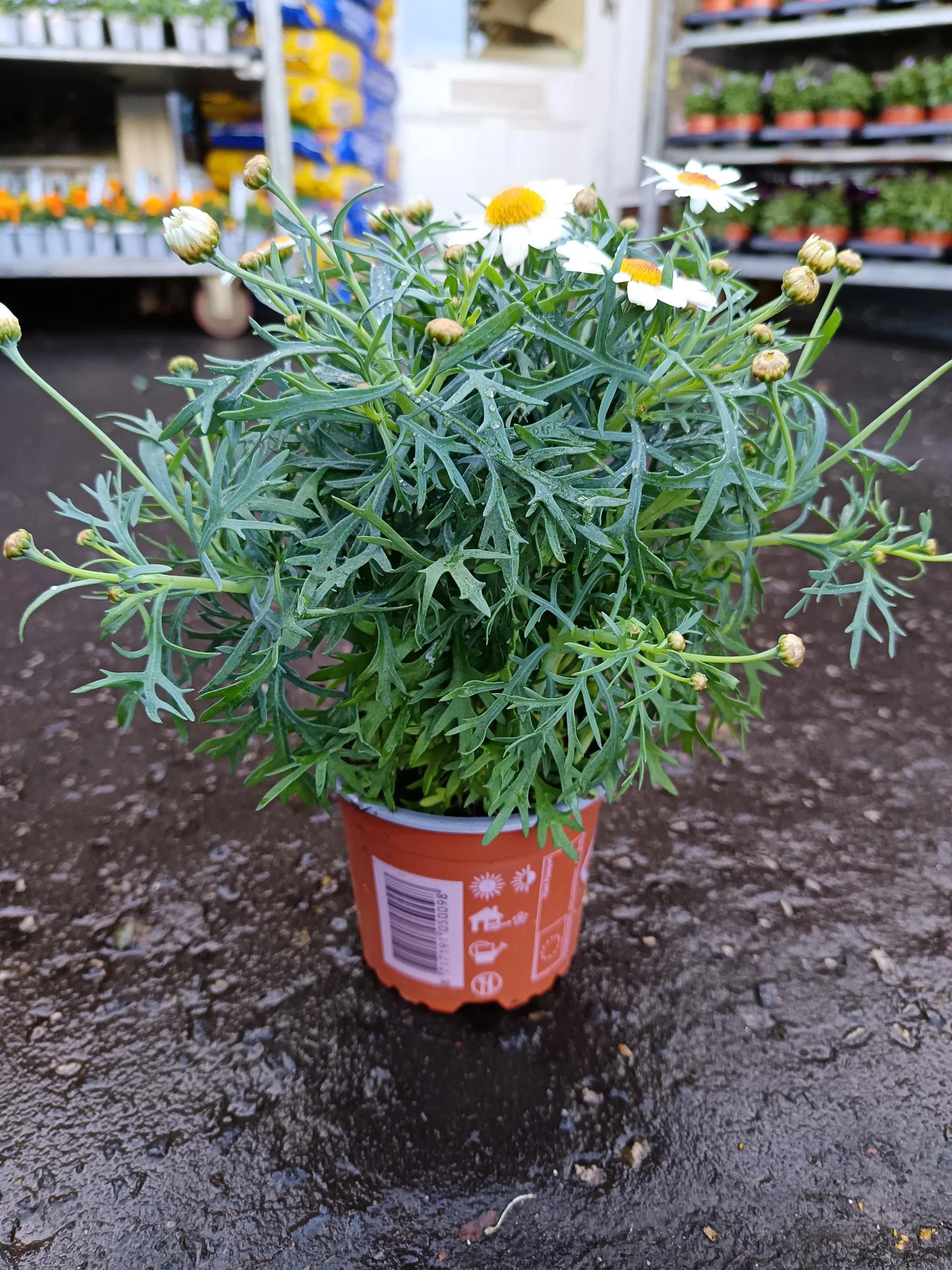 White_Marguerite_Daisy_Plant-6.jpg
