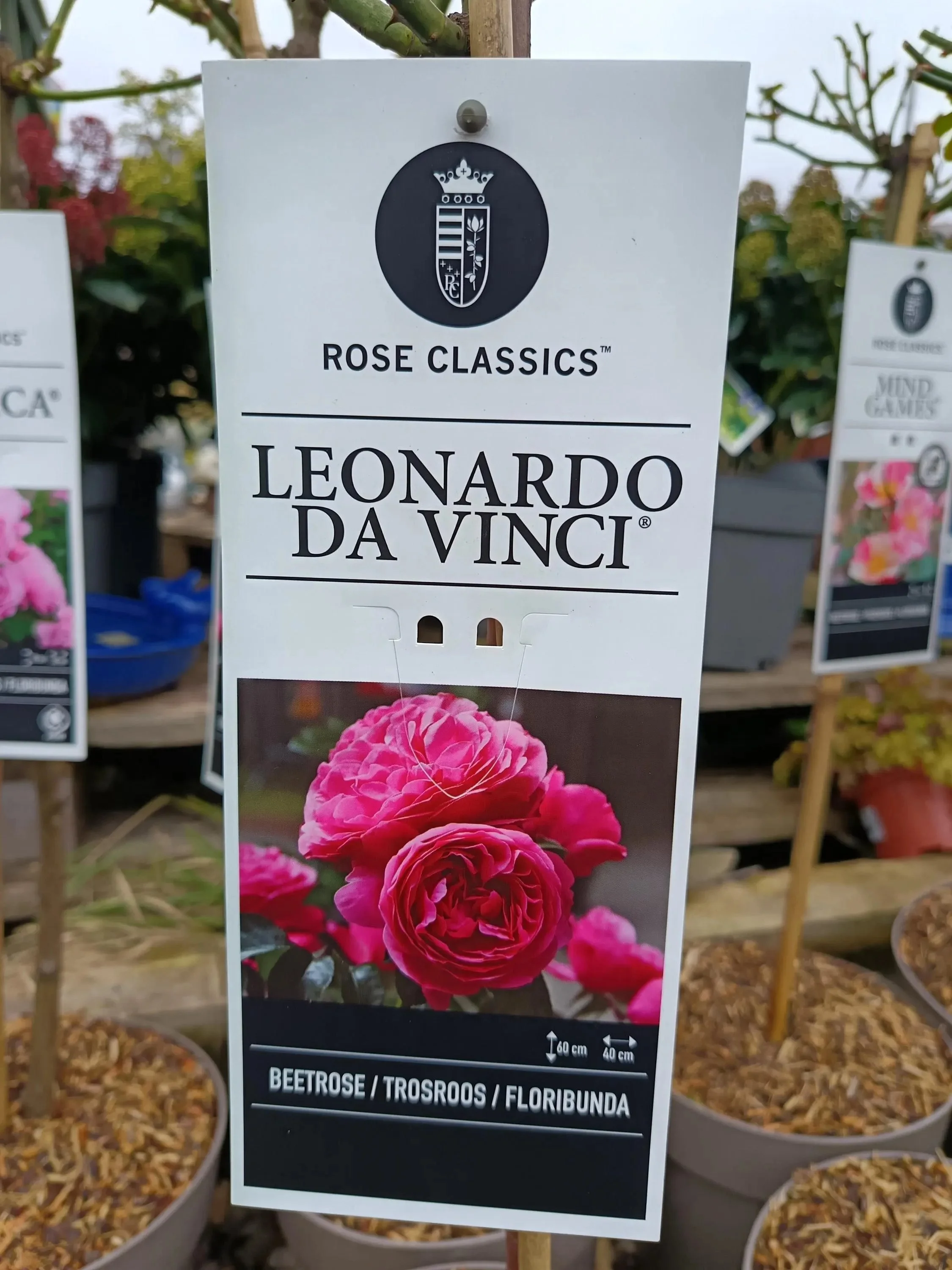 Garden_Roses_ 5L_Pot-Beetrose.jpg