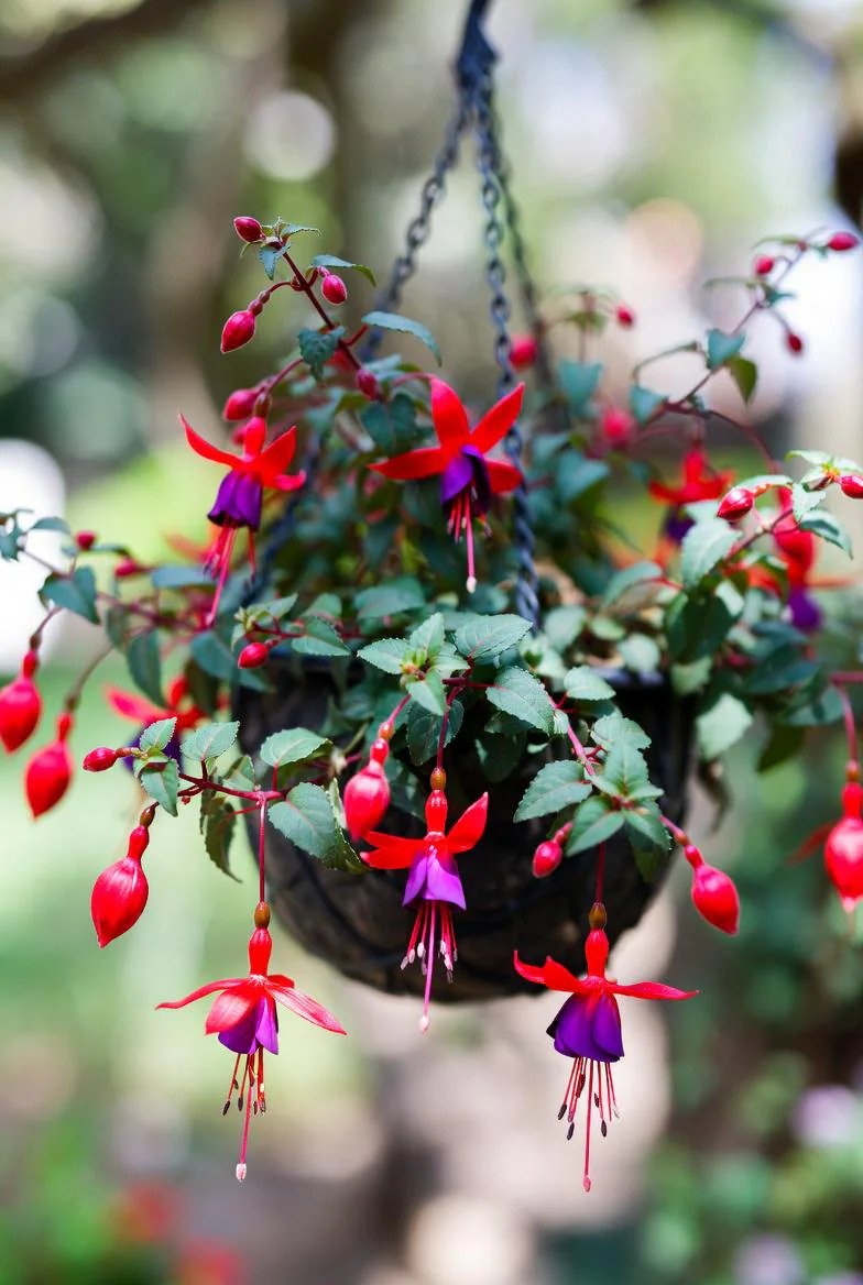 Fuchsia Plants in 10.5cm Pots | Summer Flowering Plants in Pink, Purple & Red
