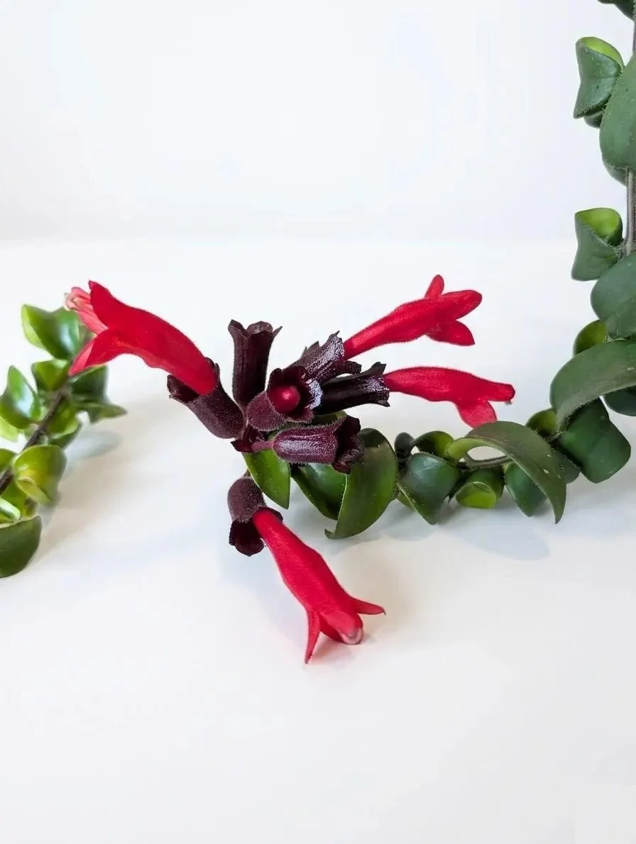 Aeschynanthus_Lipstick_Plant-2.jpg