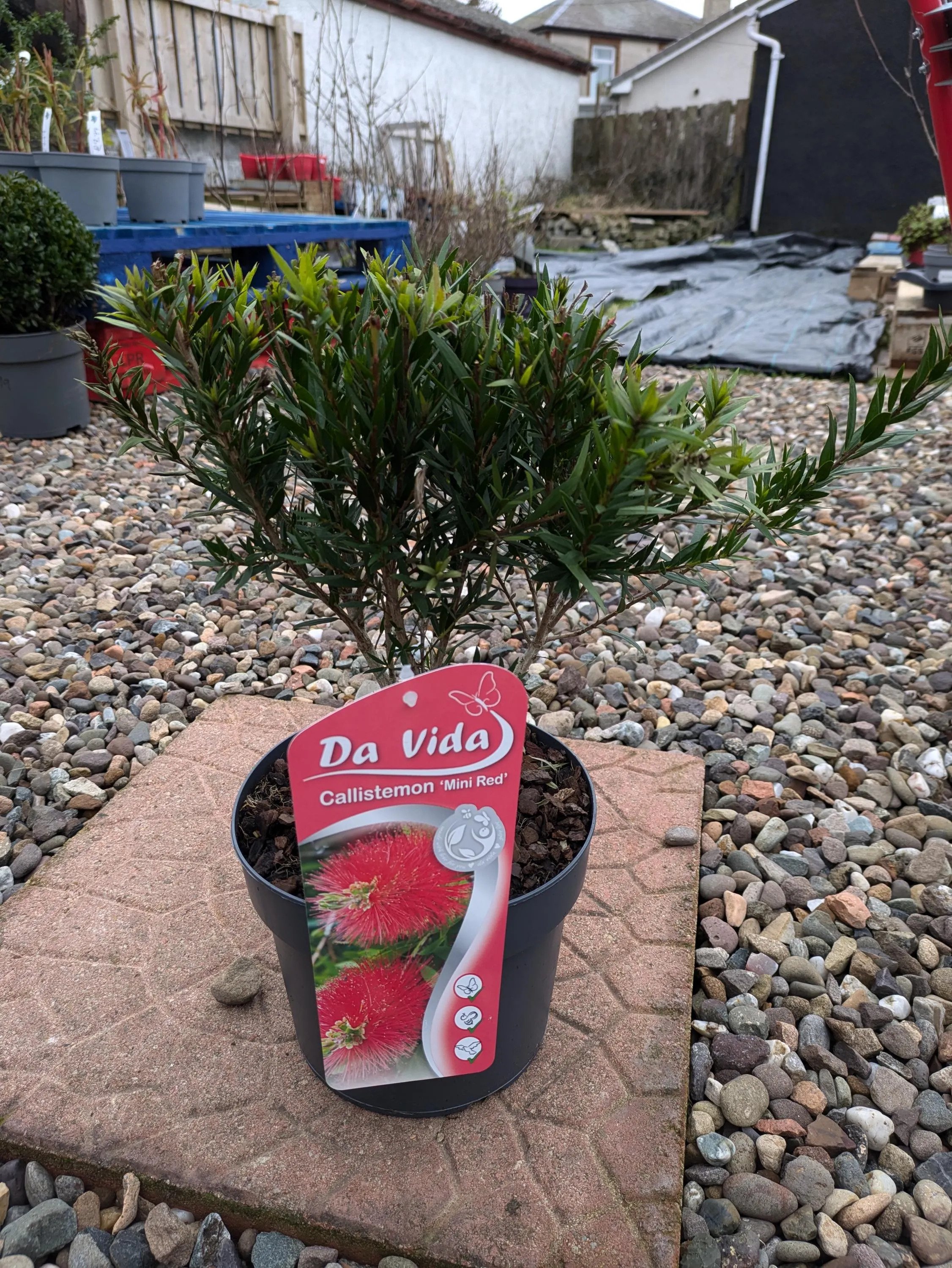Callistemon_Splendens.jpg