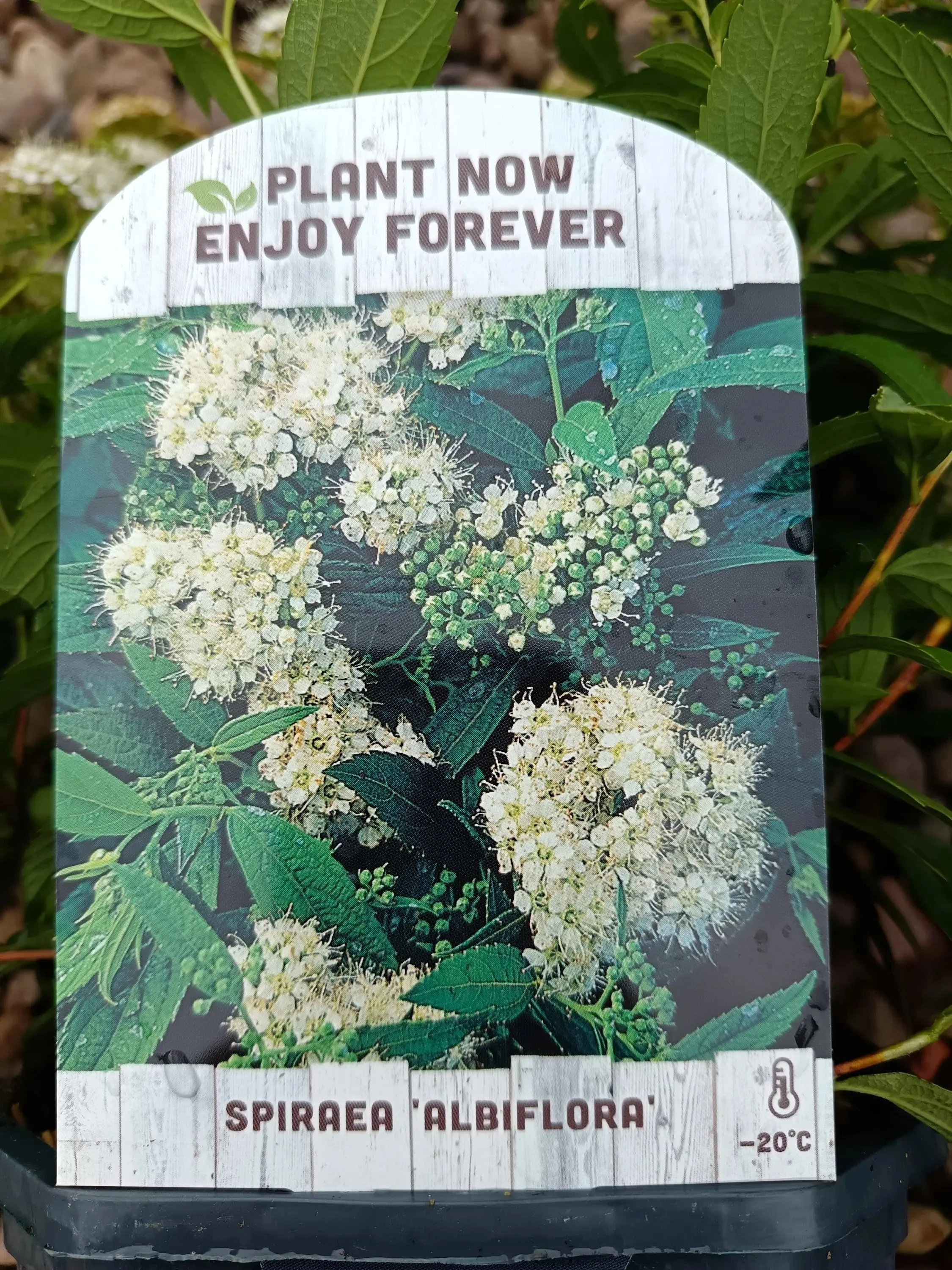 Spirea_Shrub-1.jpg