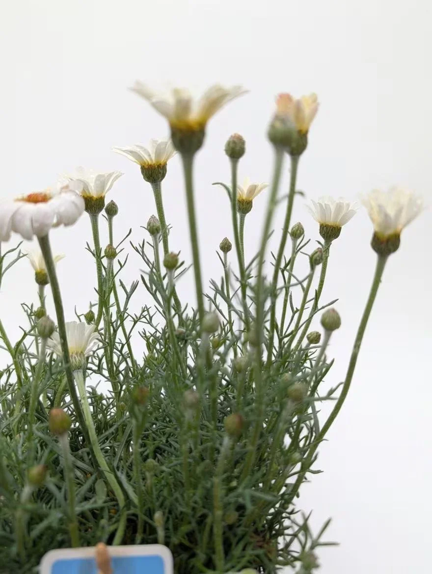 Rhodanthemum_Plant-White-2.jpg