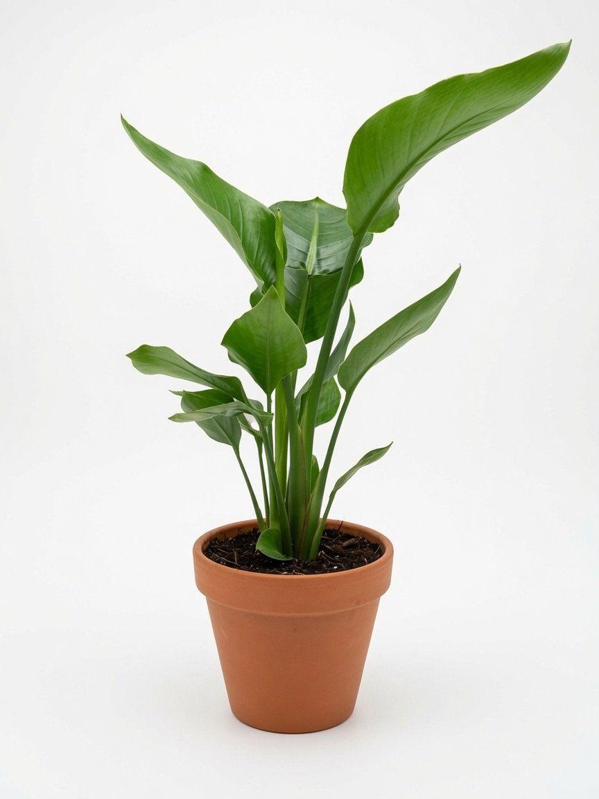 Strelitzia_Nicolai_Plant-1.jpg