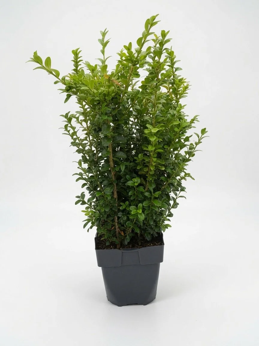 Buxus_Sempervirens.jpg
