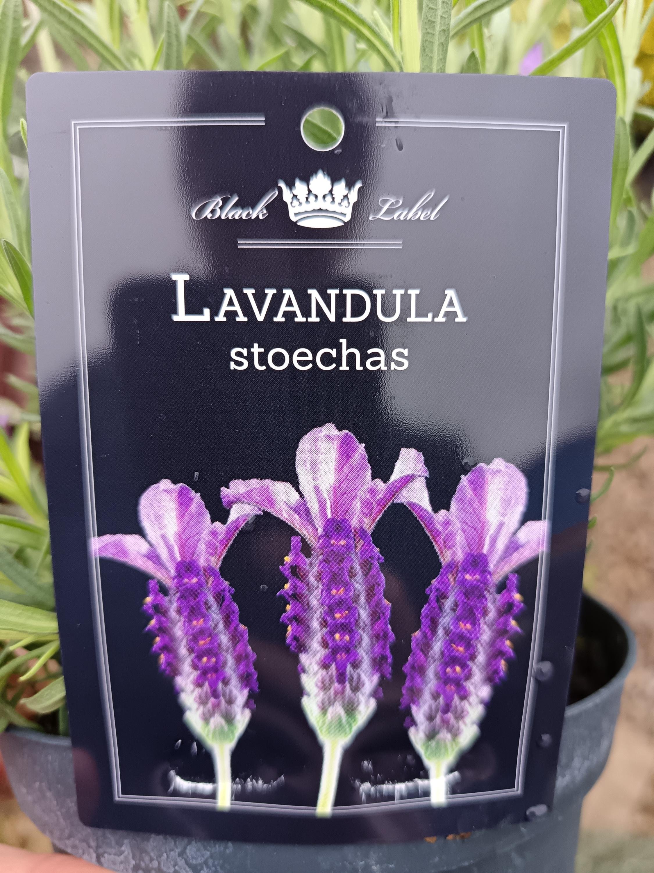Lavender_Plant-3.jpg