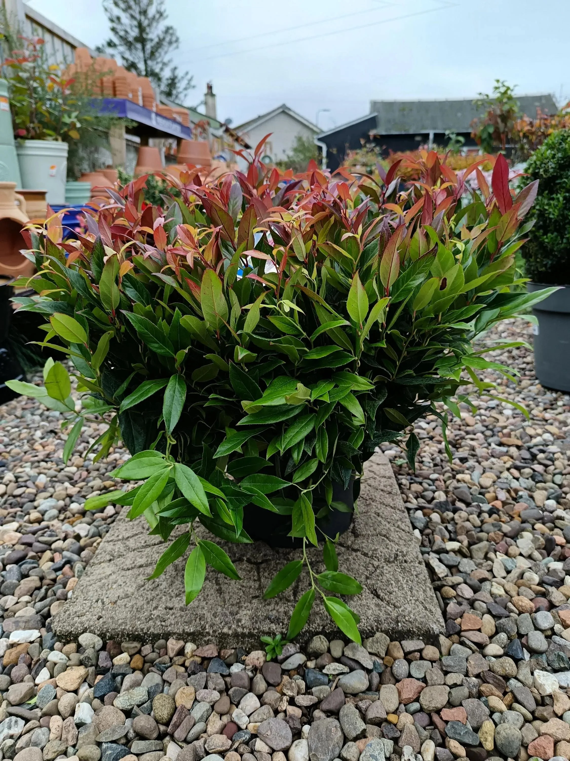 XXL Leucothoe Shrub (5L Pot) - Zeblid, Twisting Red or Burning Love