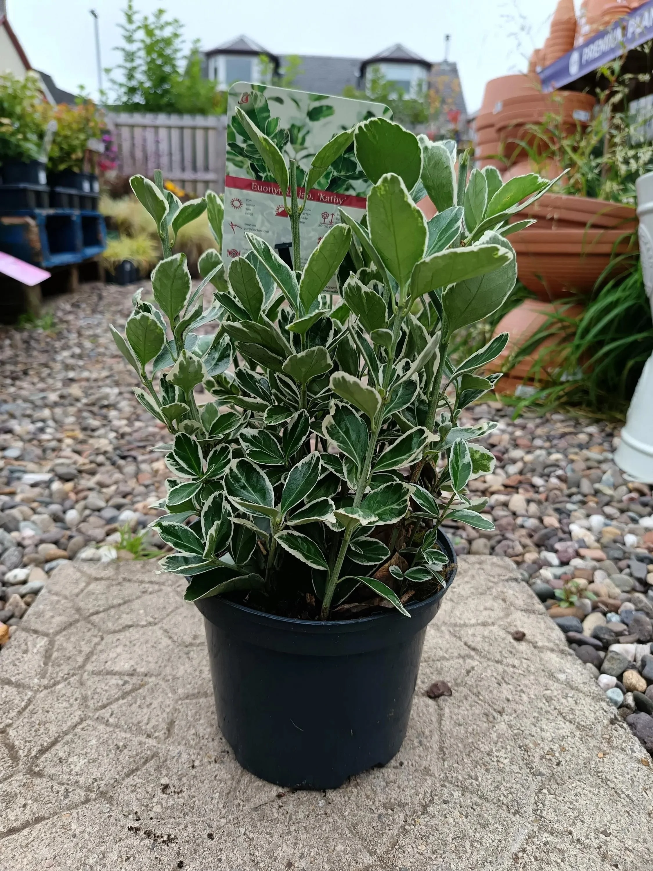 Euonymus_Japonicus.jpg