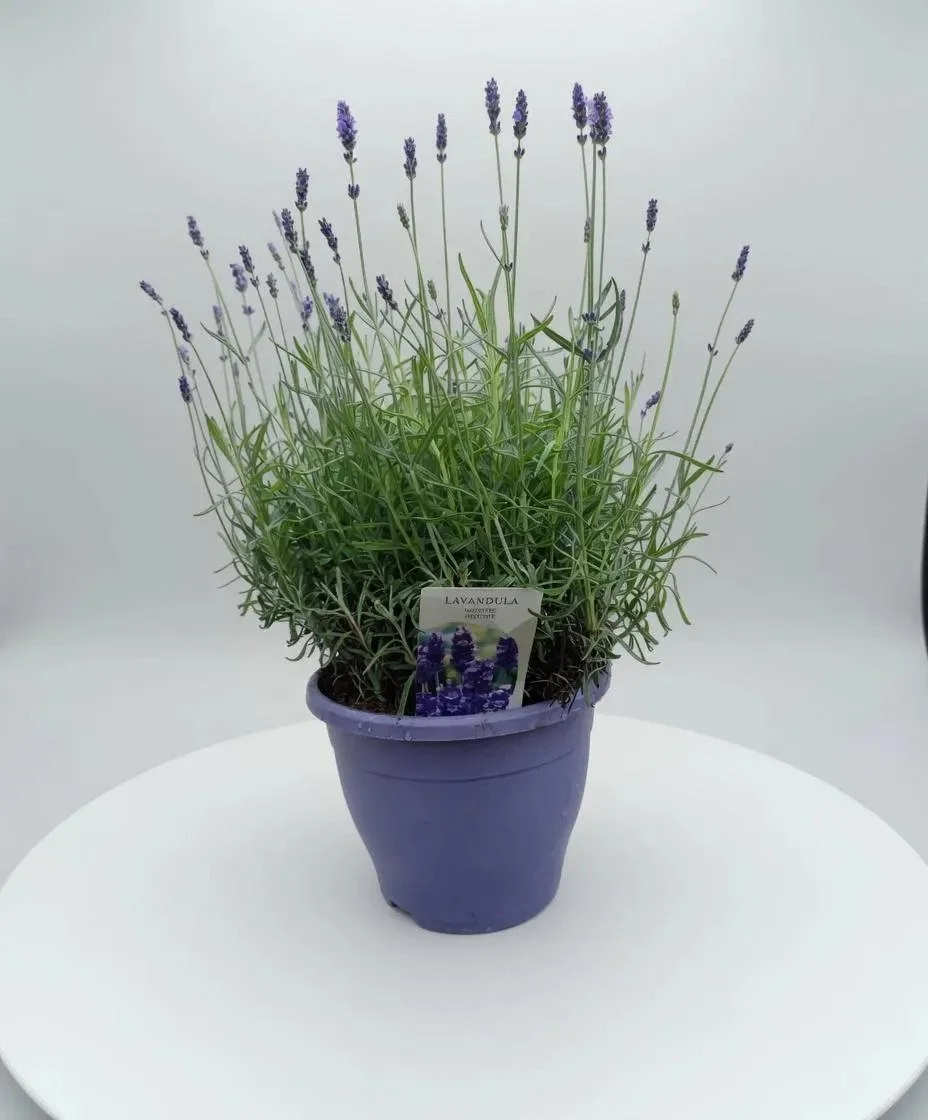 Sweet_Lavender-2.jpg