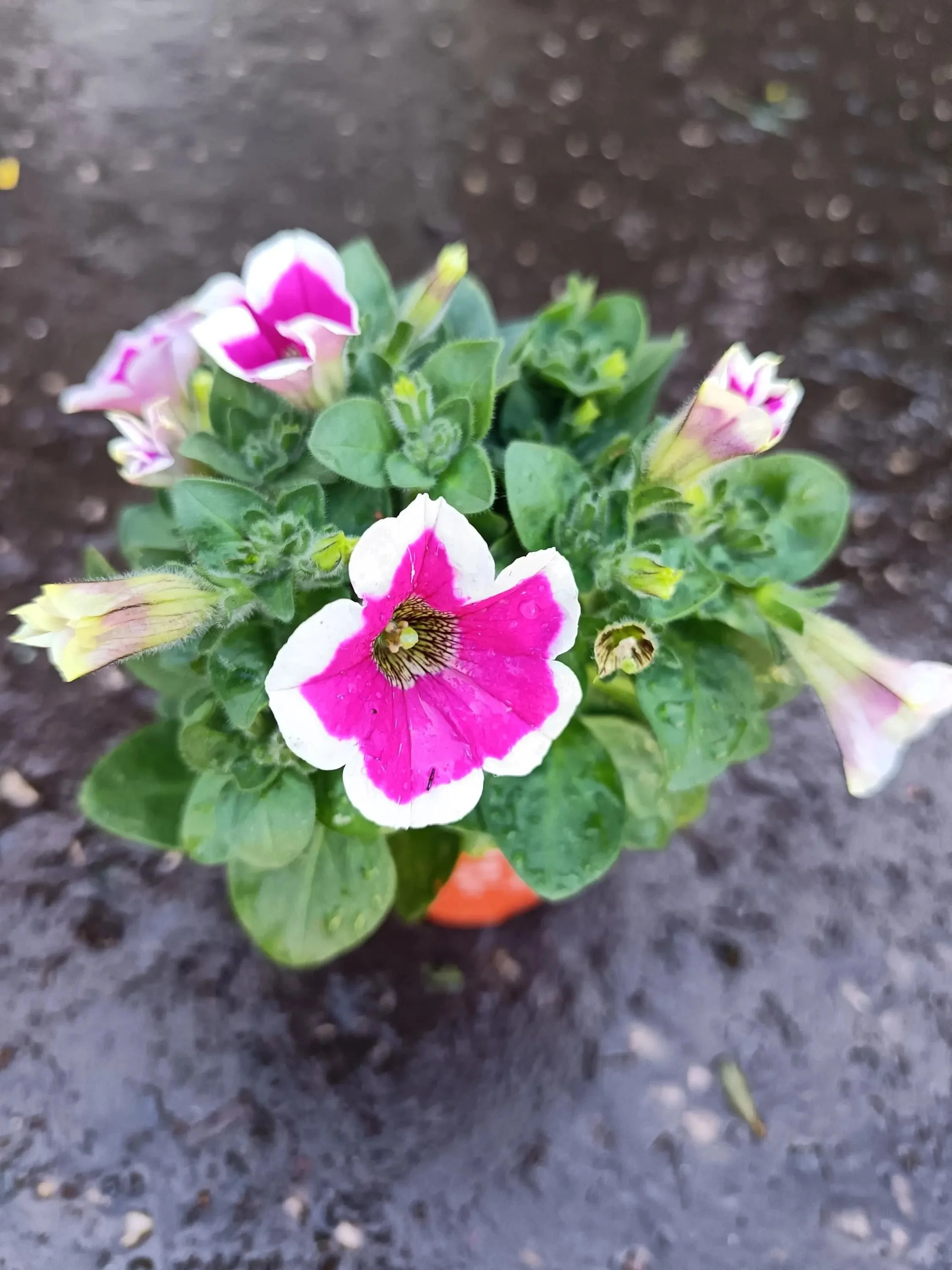 Petunia_Plants-16.jpg