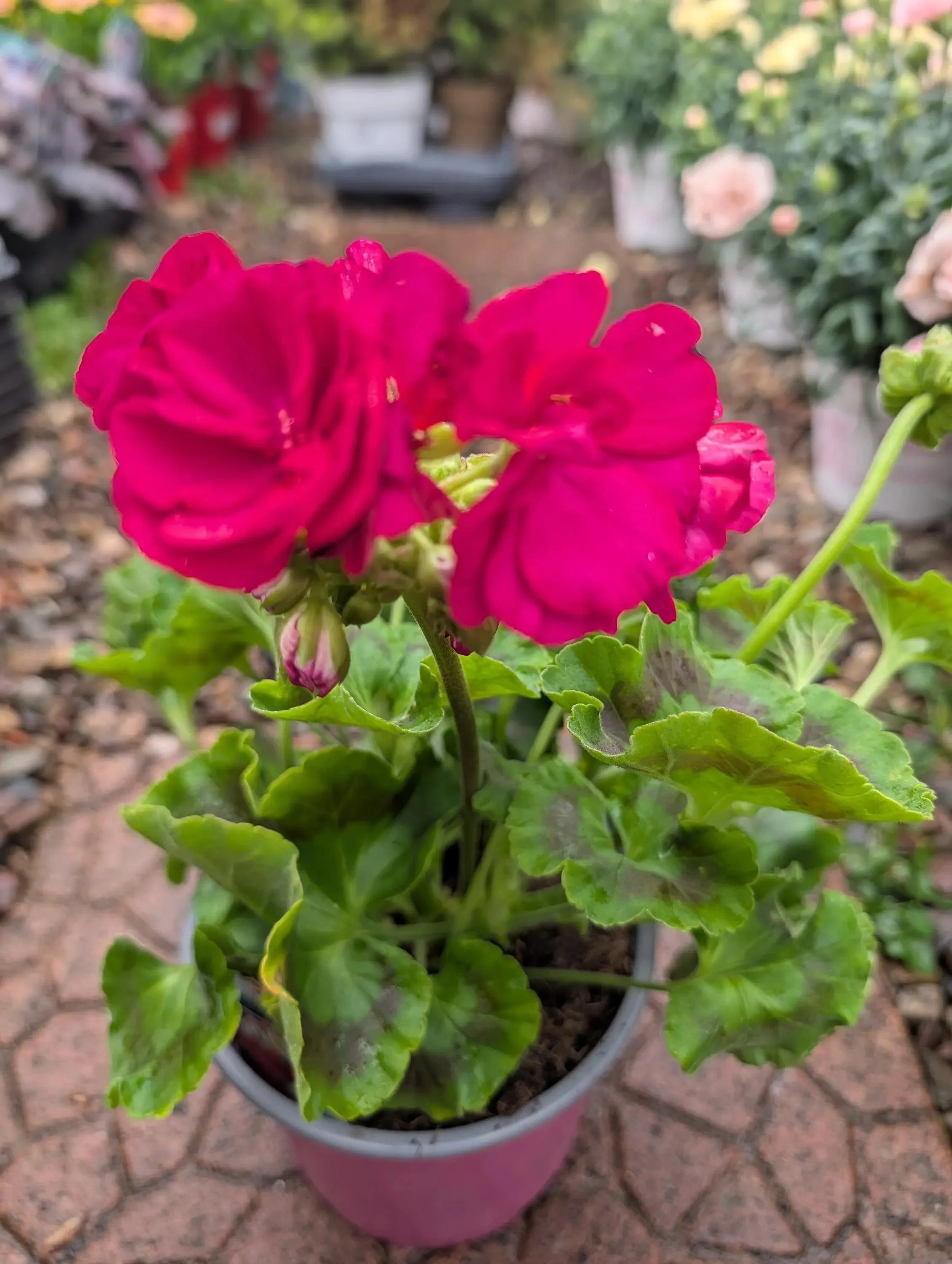 Geranium_Plant-Pink-1.jpg