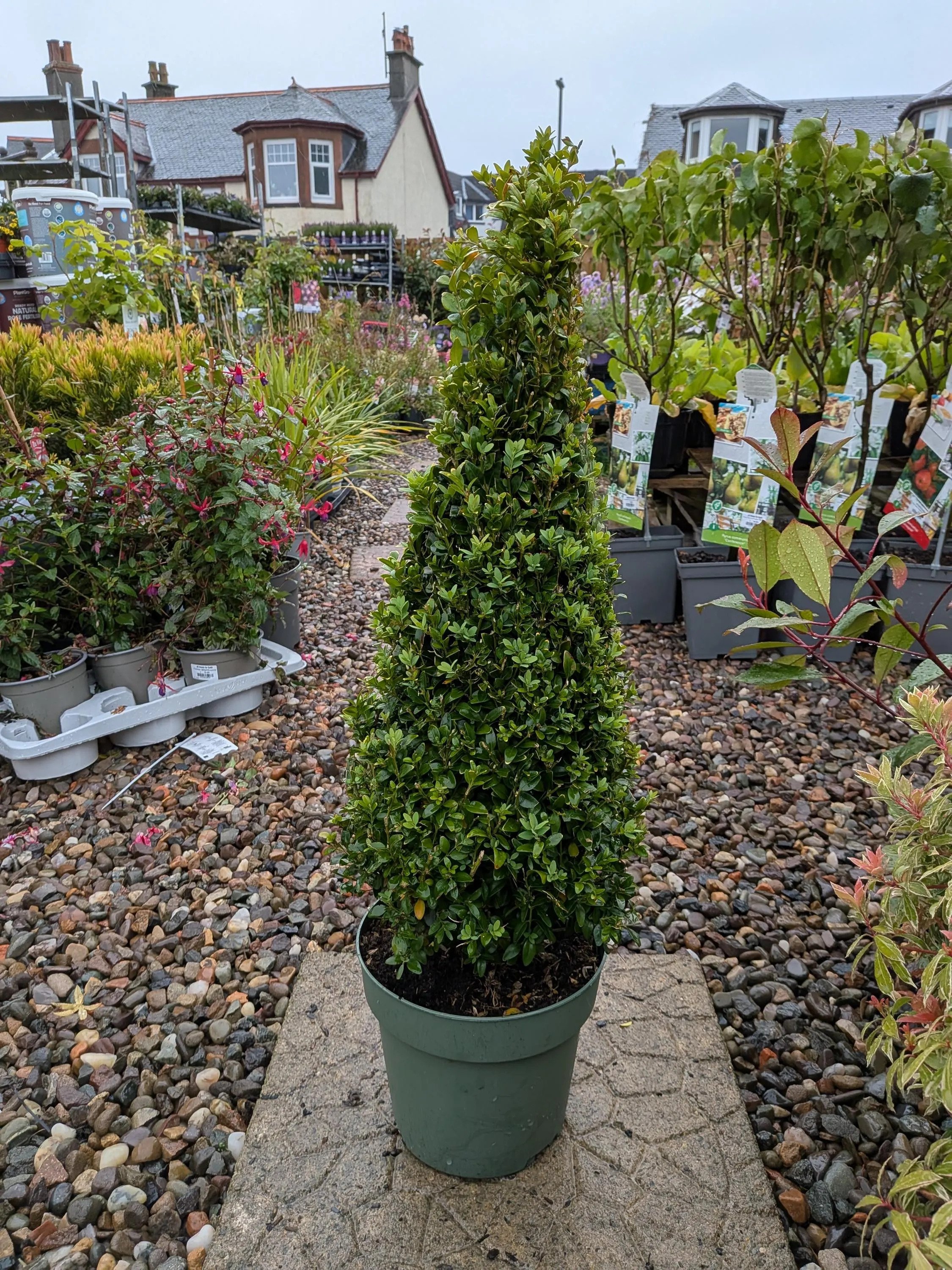 Buxus.jpg