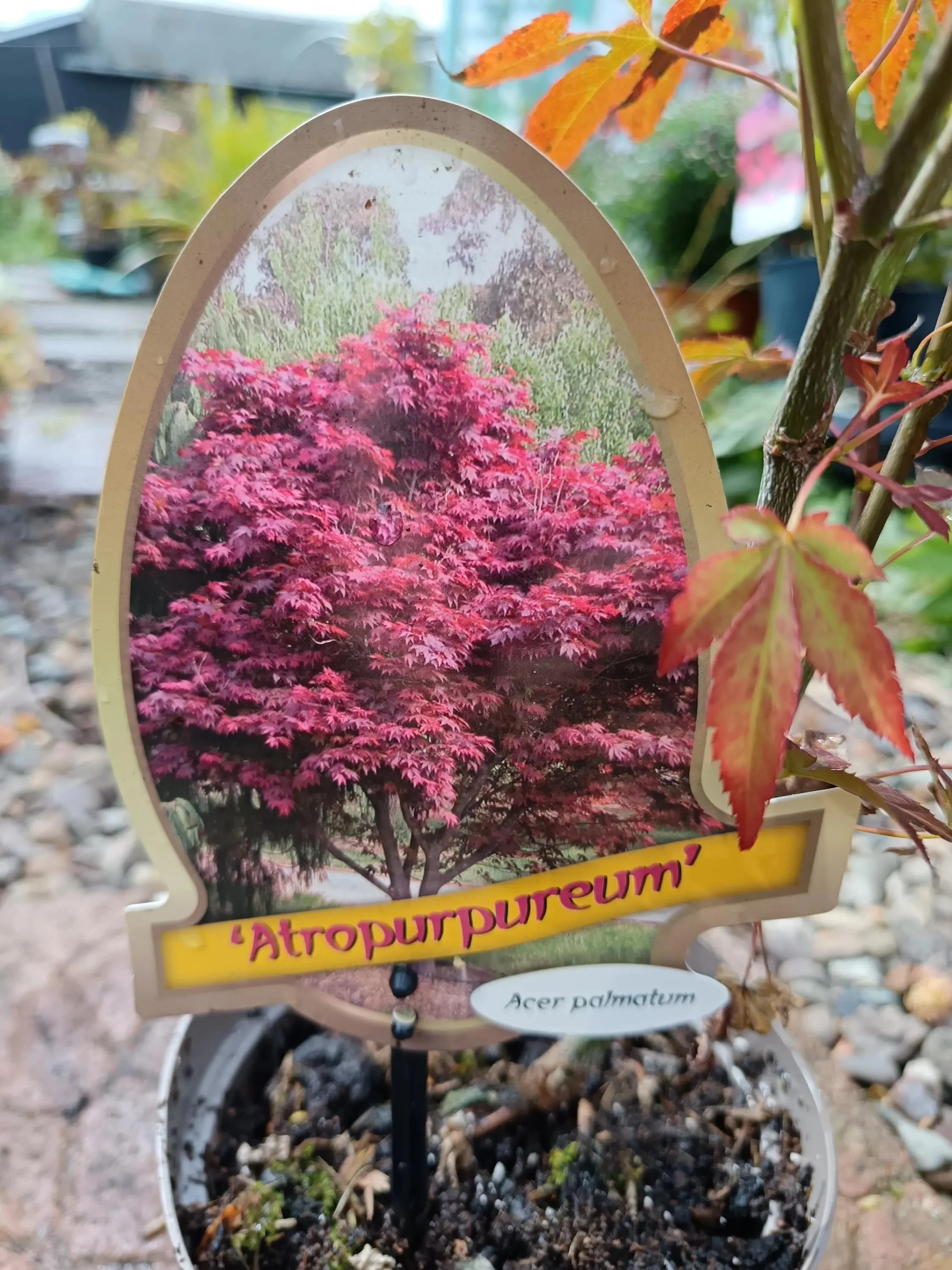 Artropureum-1.jpg