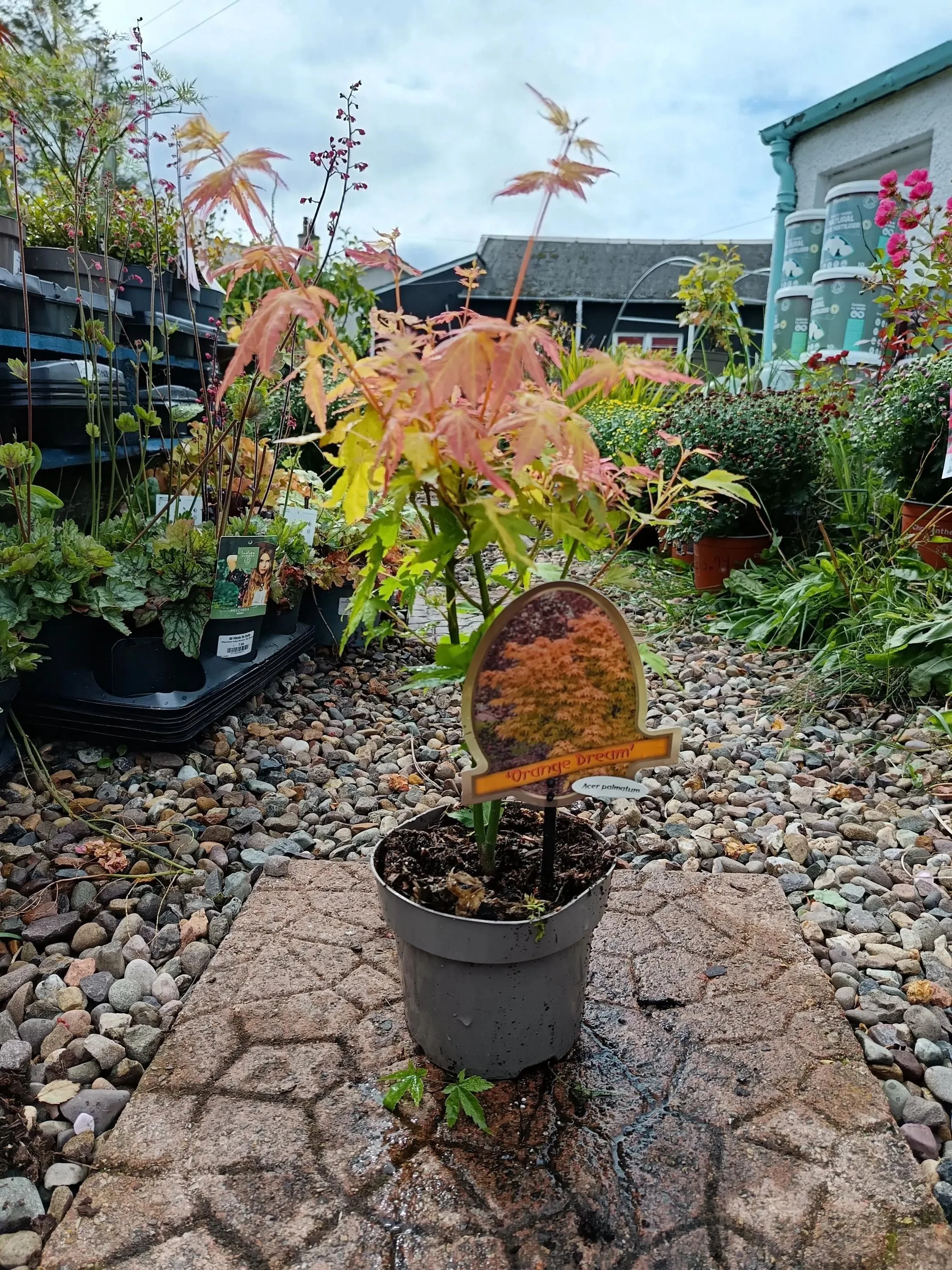 Acer Palmatum 'Orange Dream' Japanese Maple Shrub