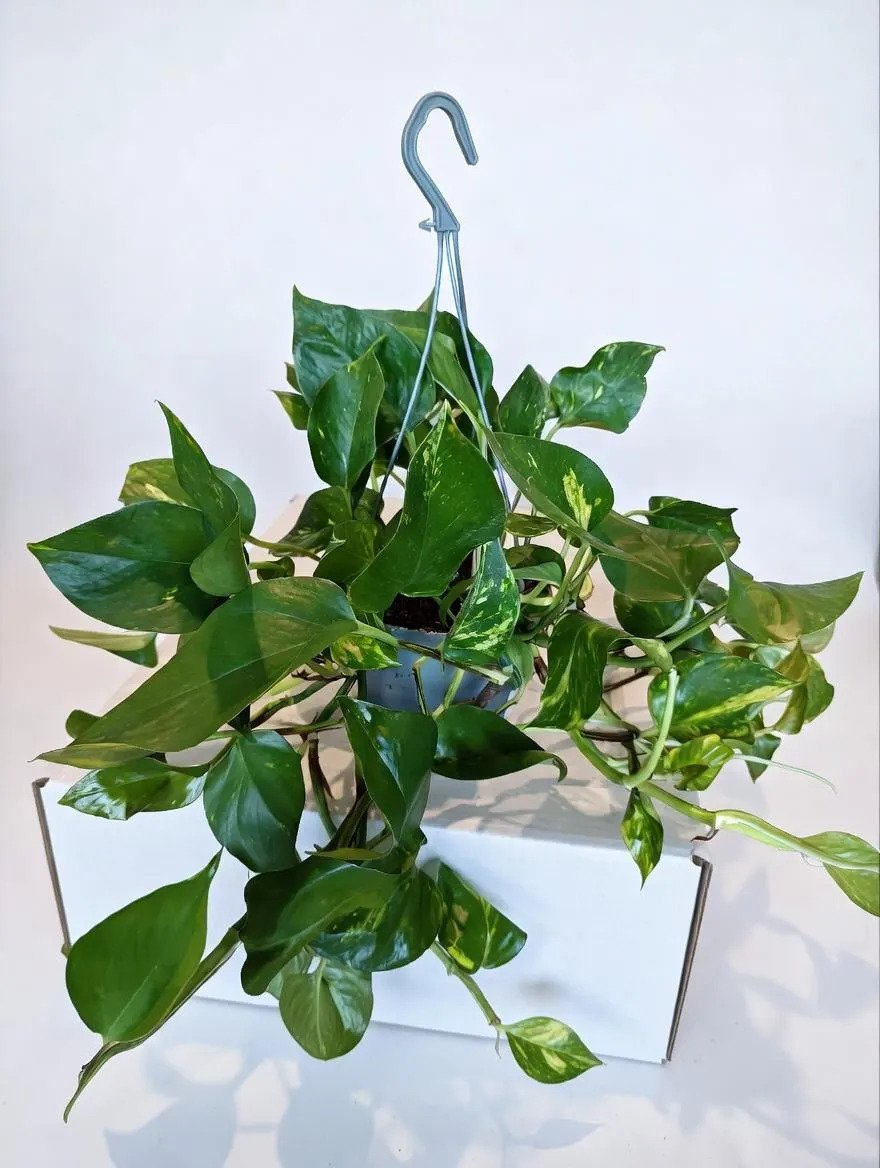 Devil’s_Ivy-3.jpg