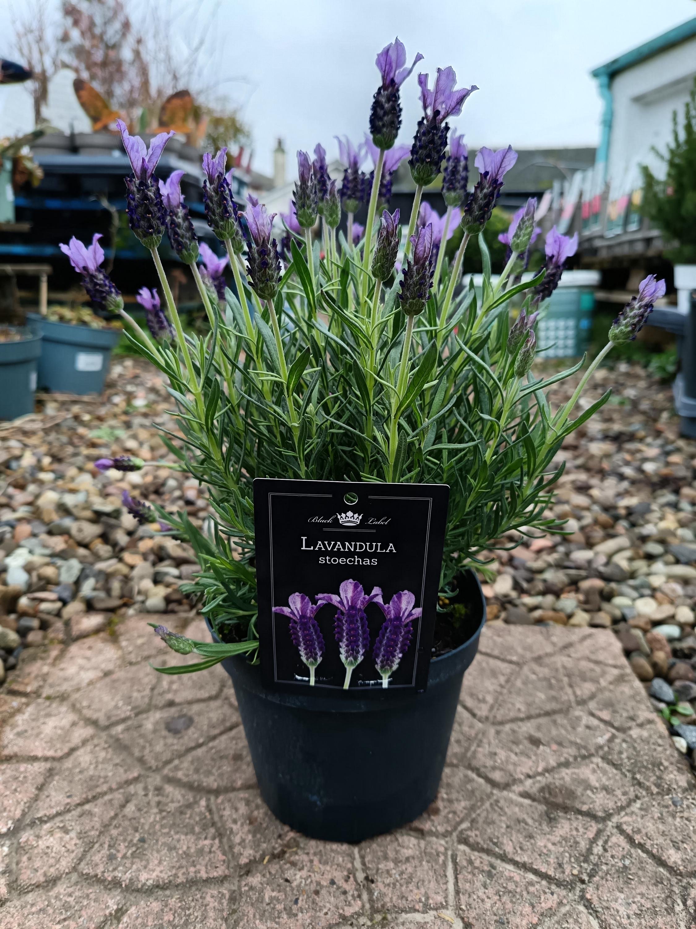 Lavender_Plant-2.jpg