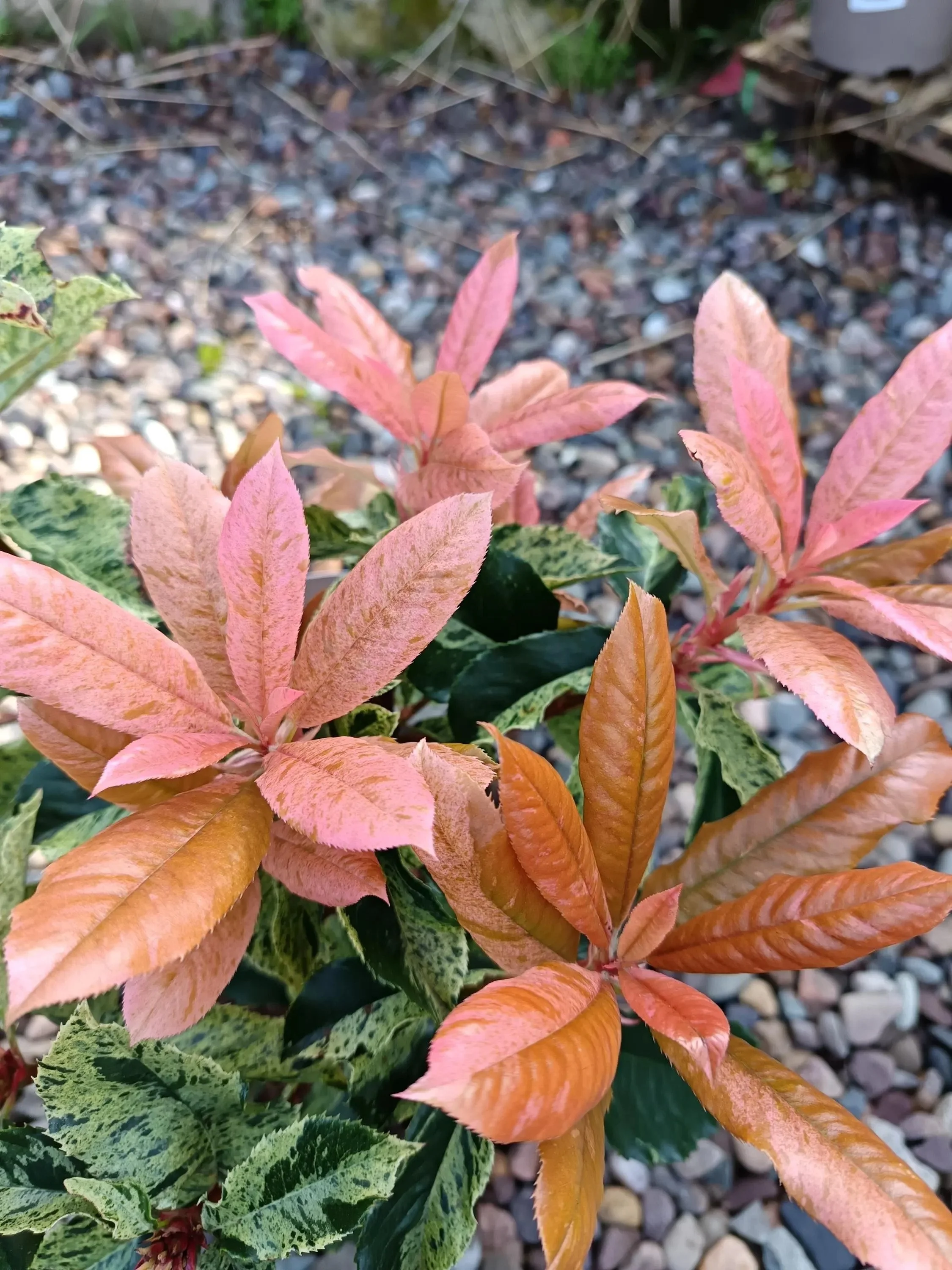 Photinia_Pink_Crispy-4.jpg