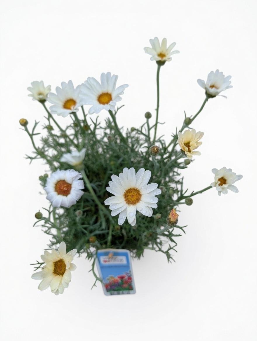 Rhodanthemum_Plant-White-4.jpg