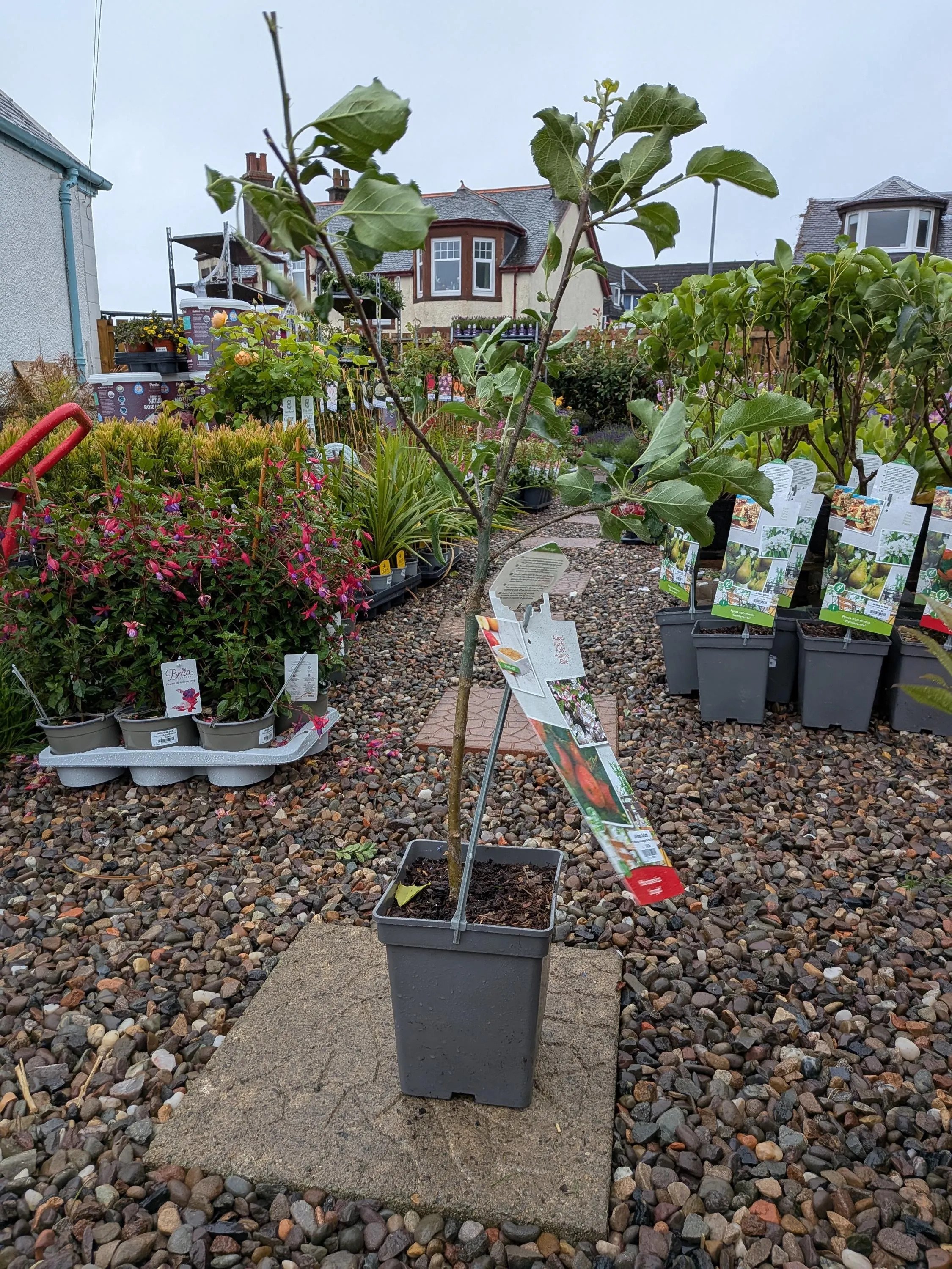 Patio_Fruit_Trees-2.jpg