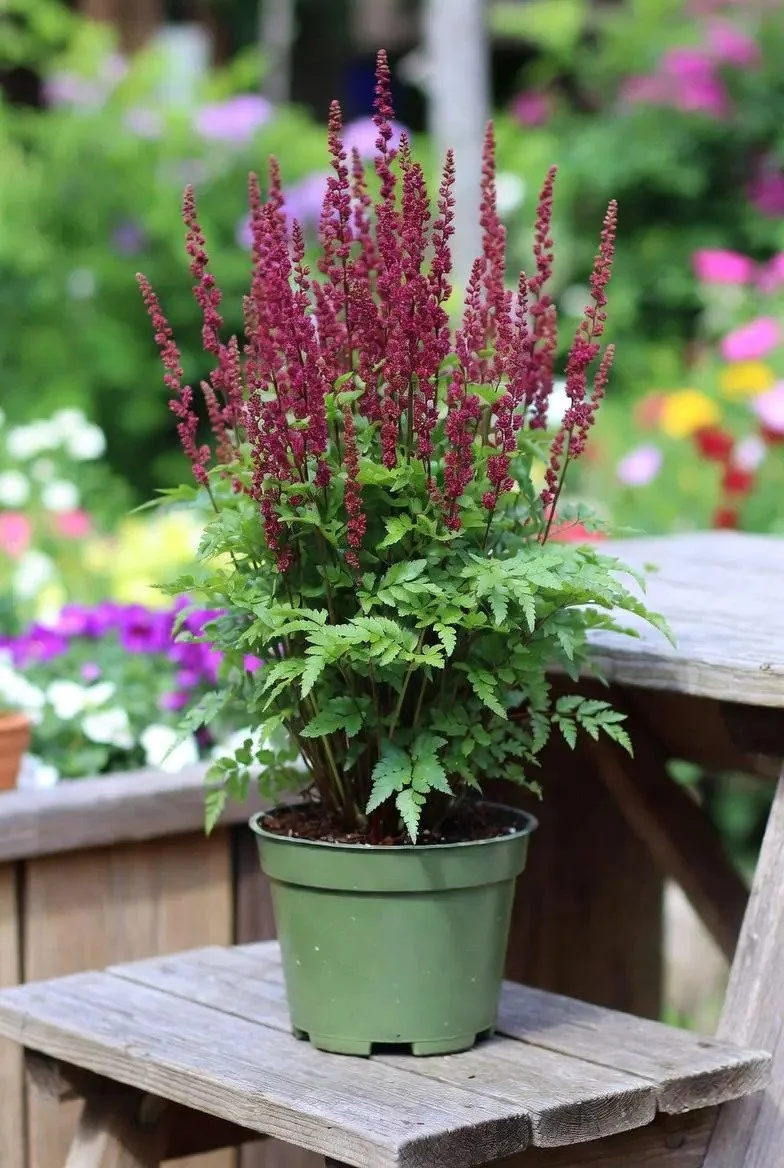 Astilbe_Plants-Red.jpg