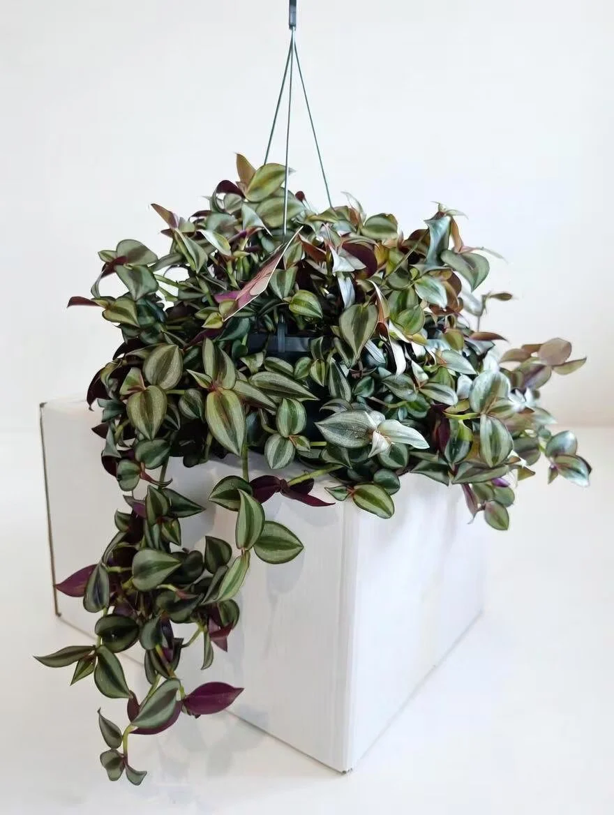 Tradescantia_Zebrina_Plant-3.jpg