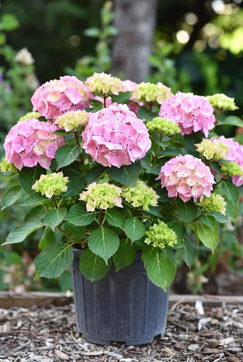 Hydrangea_Shrub-1.jpg