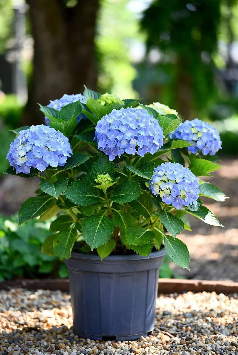 Large Hydrangea Shrub (5L Pot) - Pink, Purple, Blue or White