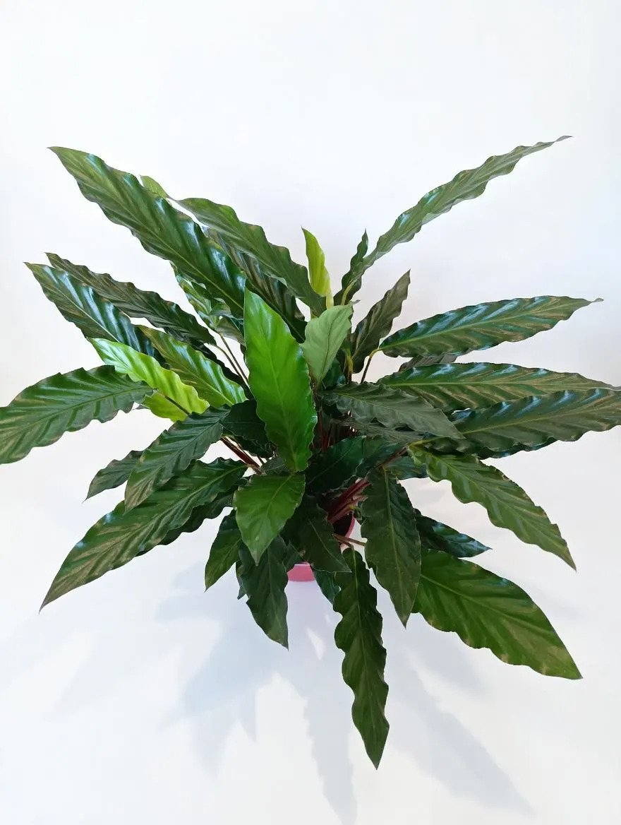 Calathea_Rufibarba-8.jpg