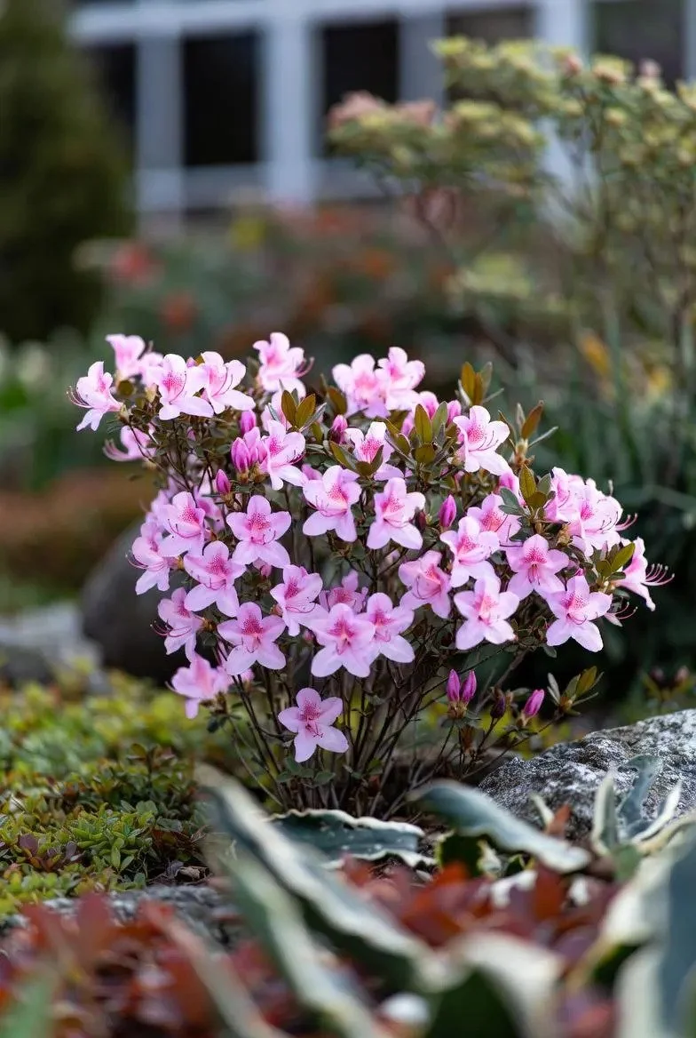 Azalea_Mollis_Deciduous-12.jpg