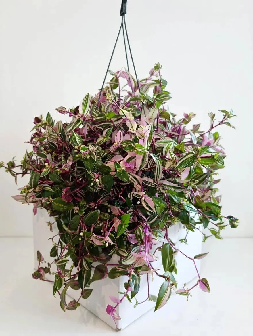 Tradescantia_Tricolour-1.jpg