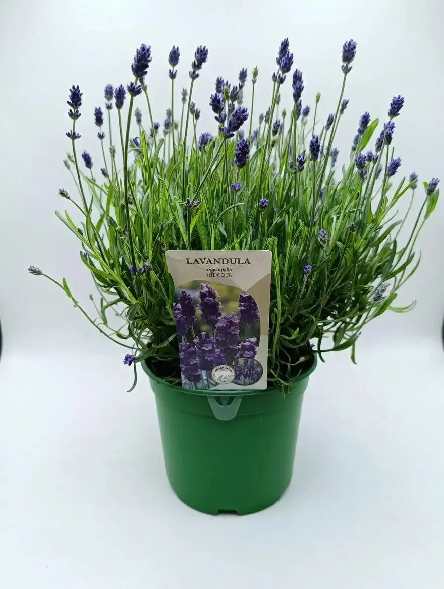 Lavender_Plant-3.jpg