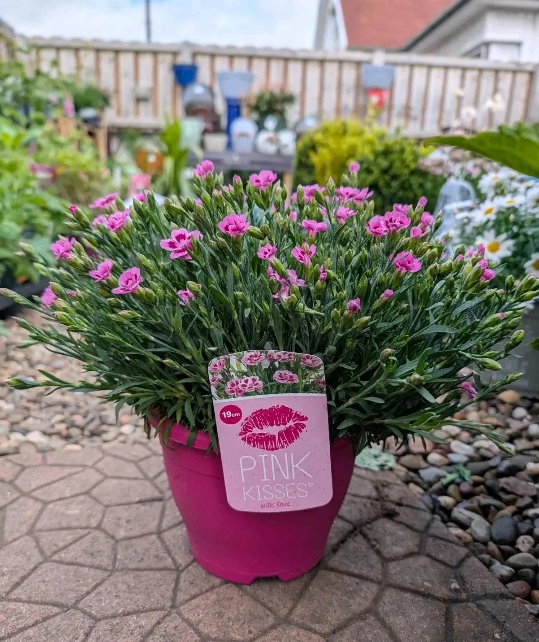 Dianthus Plants "Pink Kisses" Available In Variety Of Sizes – Pink Flowers -  Hardy Garden Perennial – Spring Flowering Outdoor Plants