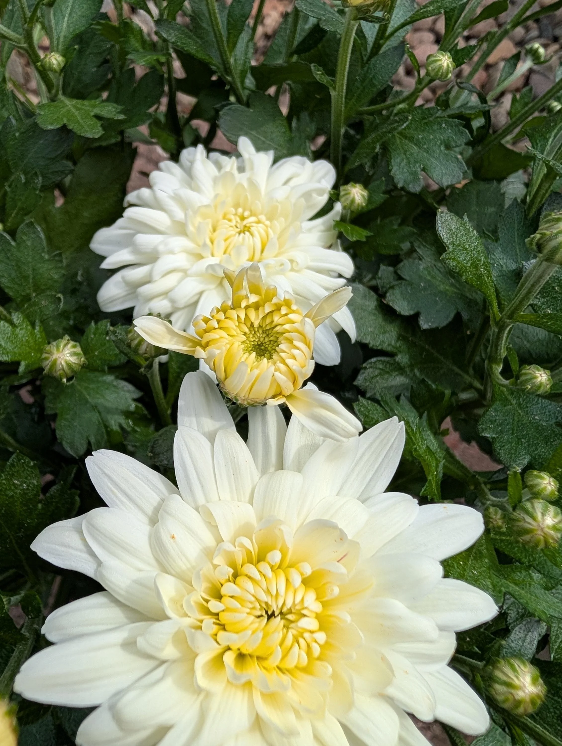 Chrysanthemum_Plant_1.5L_Pot-5.jpg