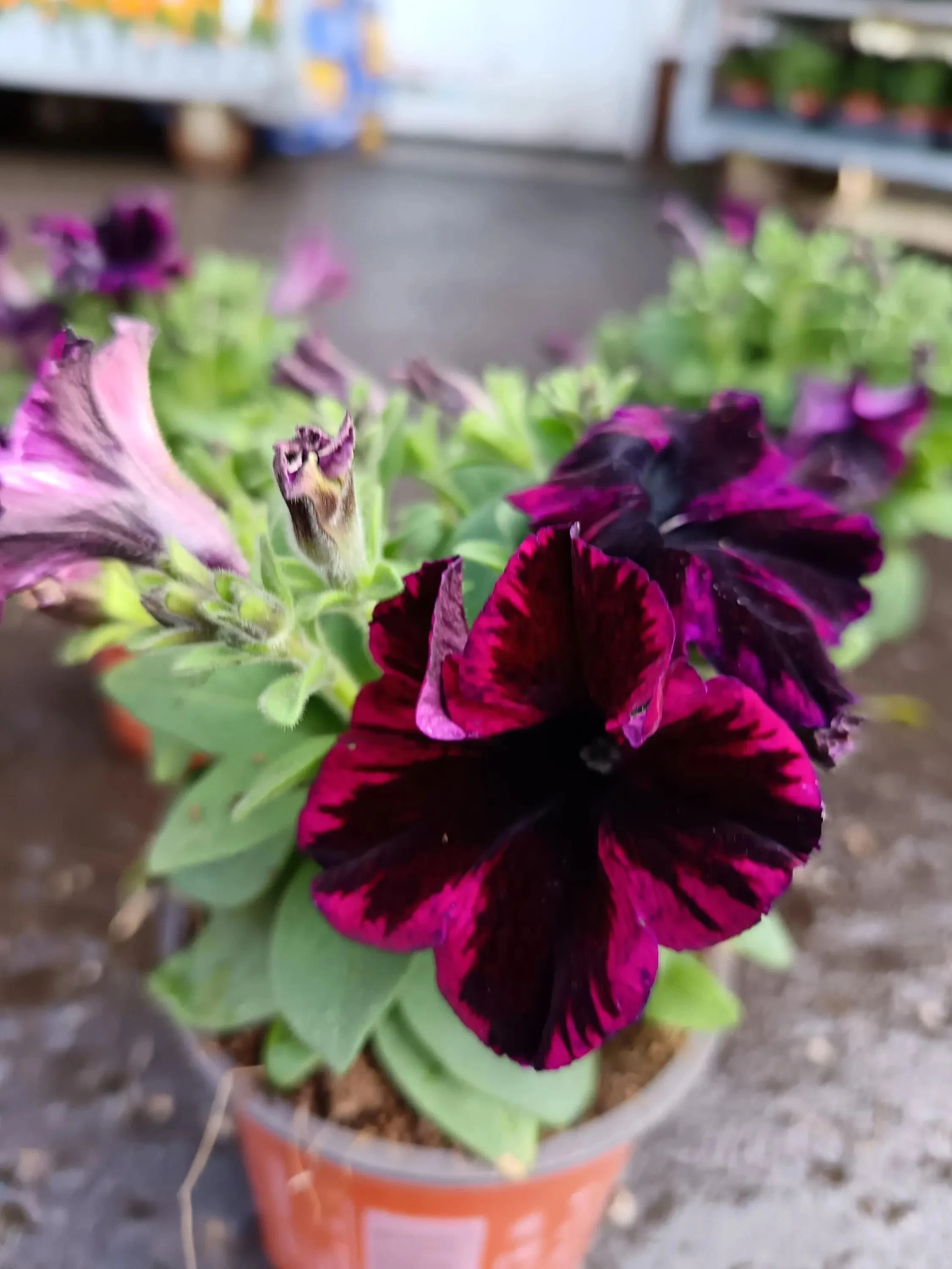 Petunia_Plants-13.jpg