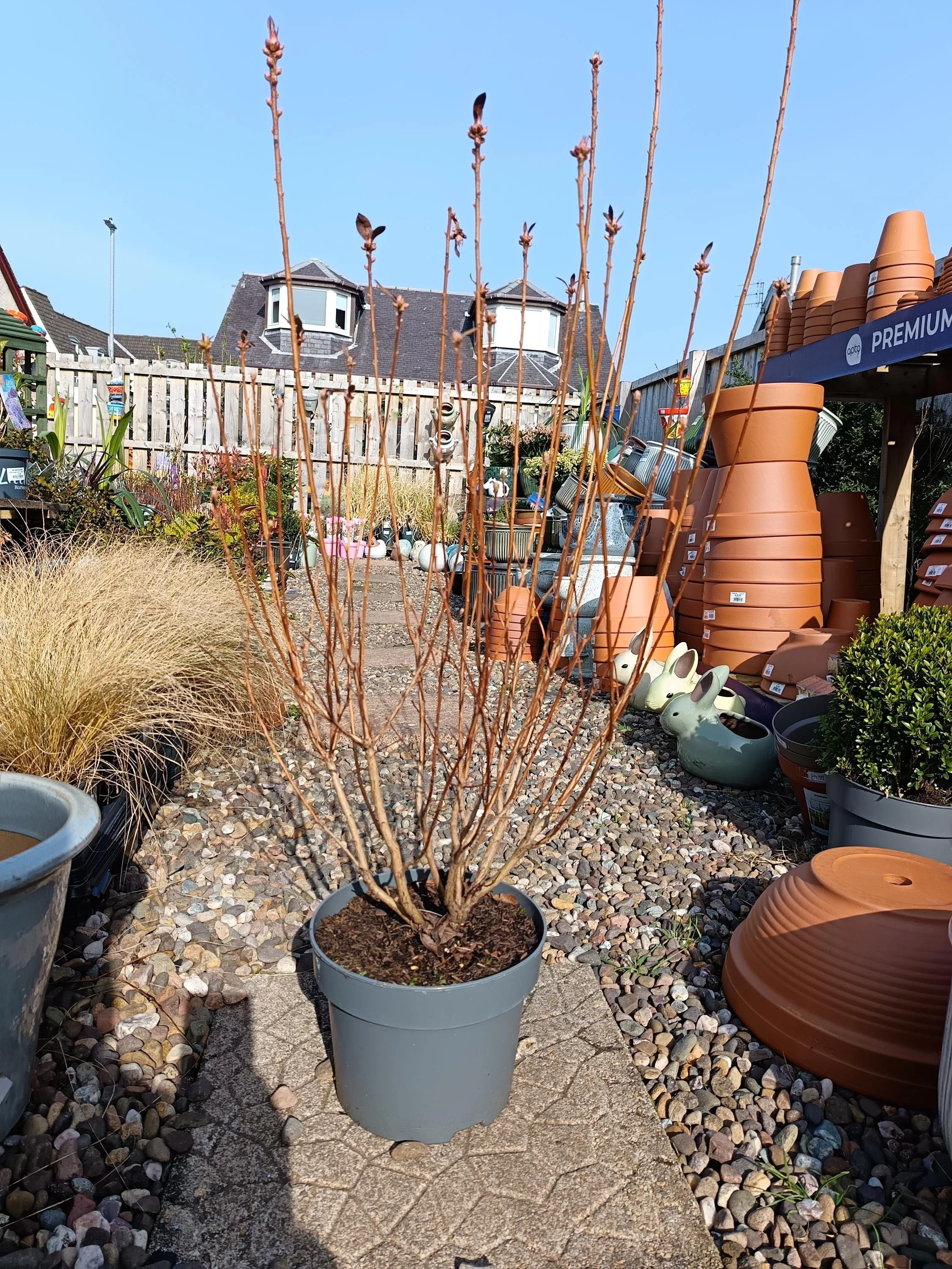 Azalea_Mollis_Deciduous-2.jpg
