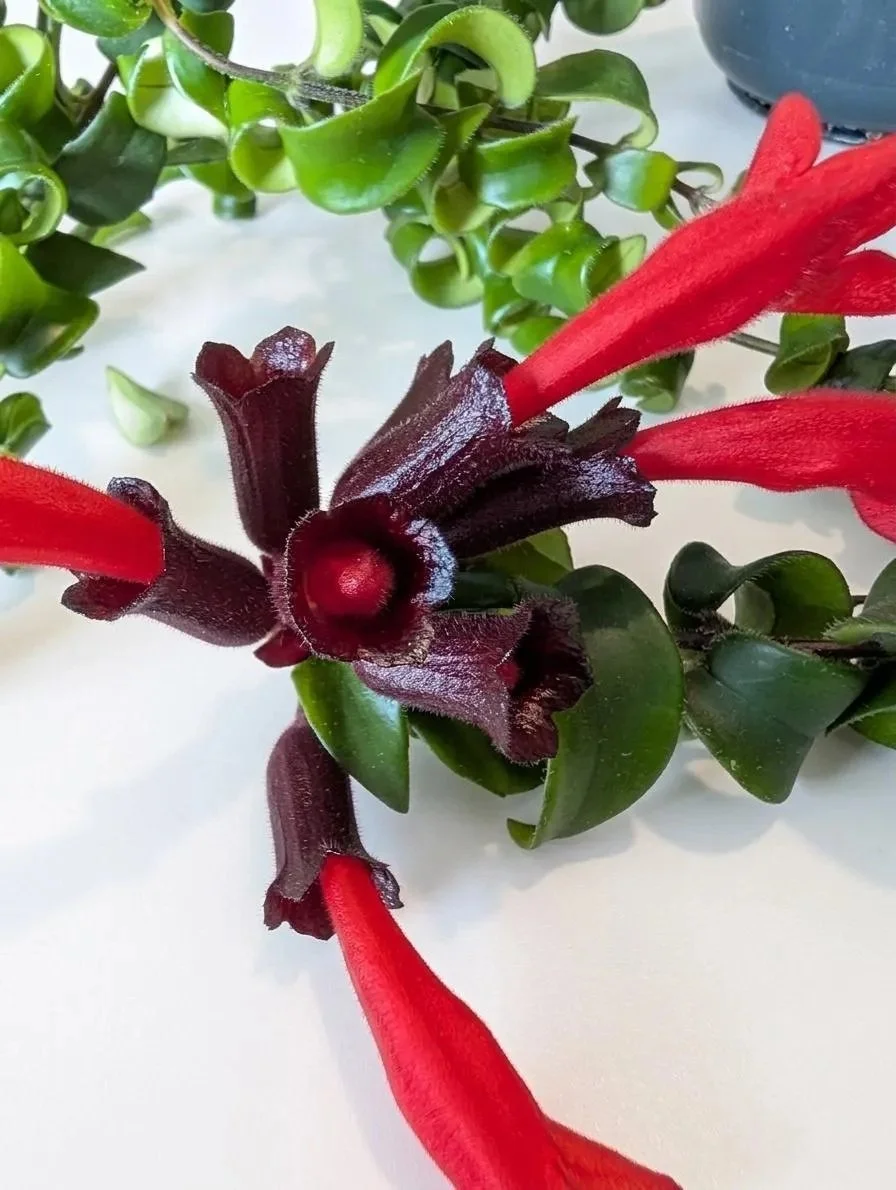 Aeschynanthus_Lipstick_Plant-4.jpg