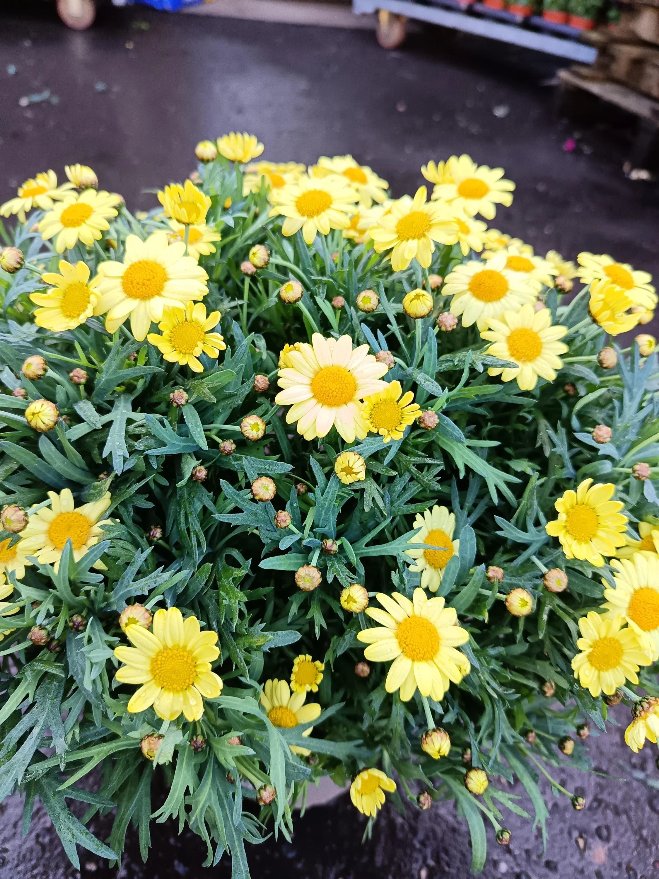 Yellow_Marguerite_Daisy_Plant-7.jpg