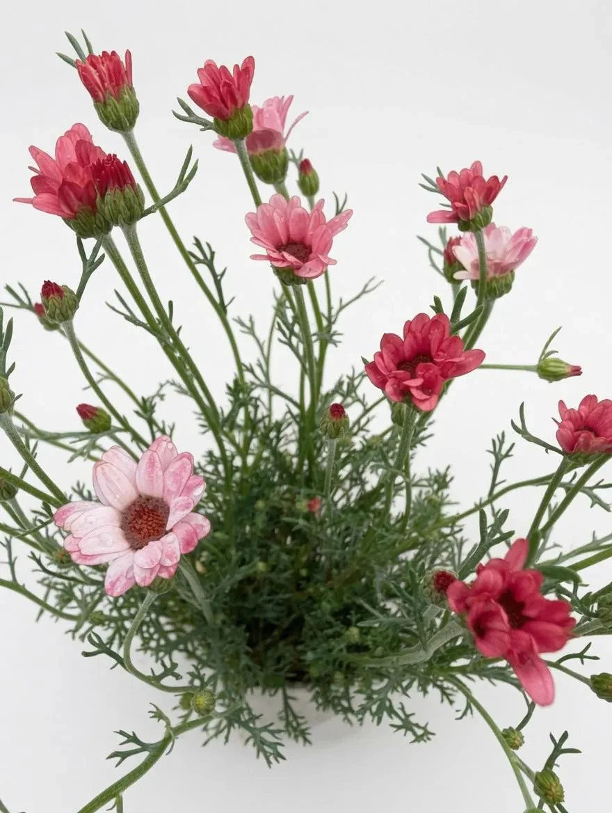 Rhodanthemum_Plant-Red-2.jpg