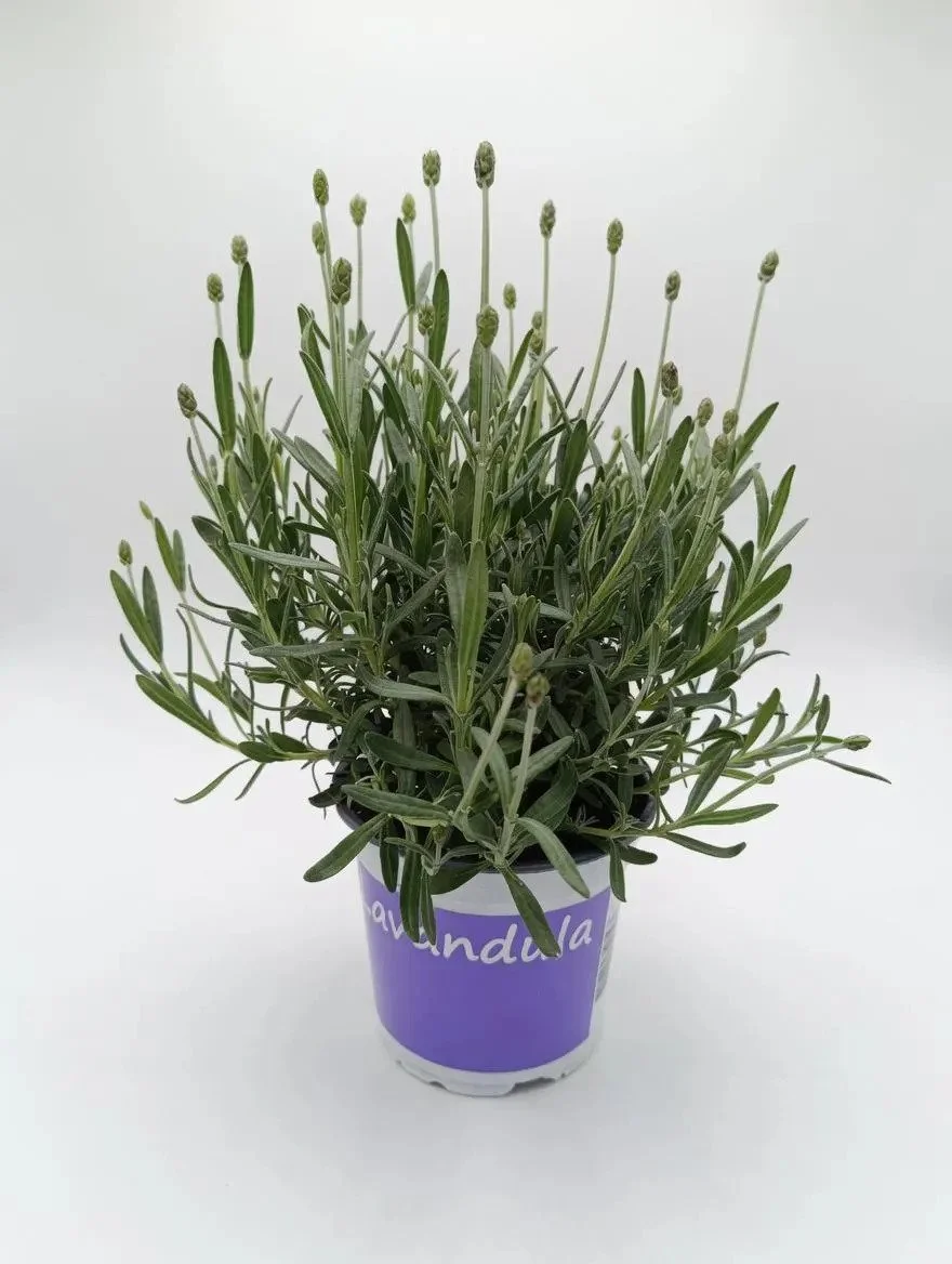 English_Lavender_12cm-9.jpg