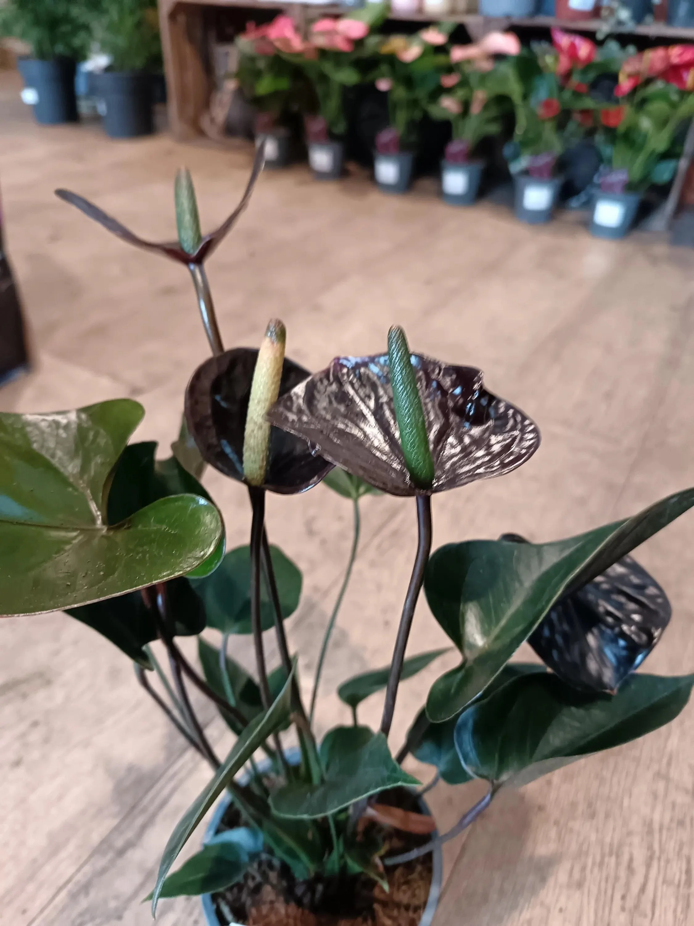 Anthurium_Houseplant-Black.jpg