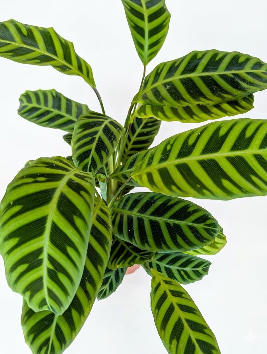 Calathea_Zebrin-2.jpg