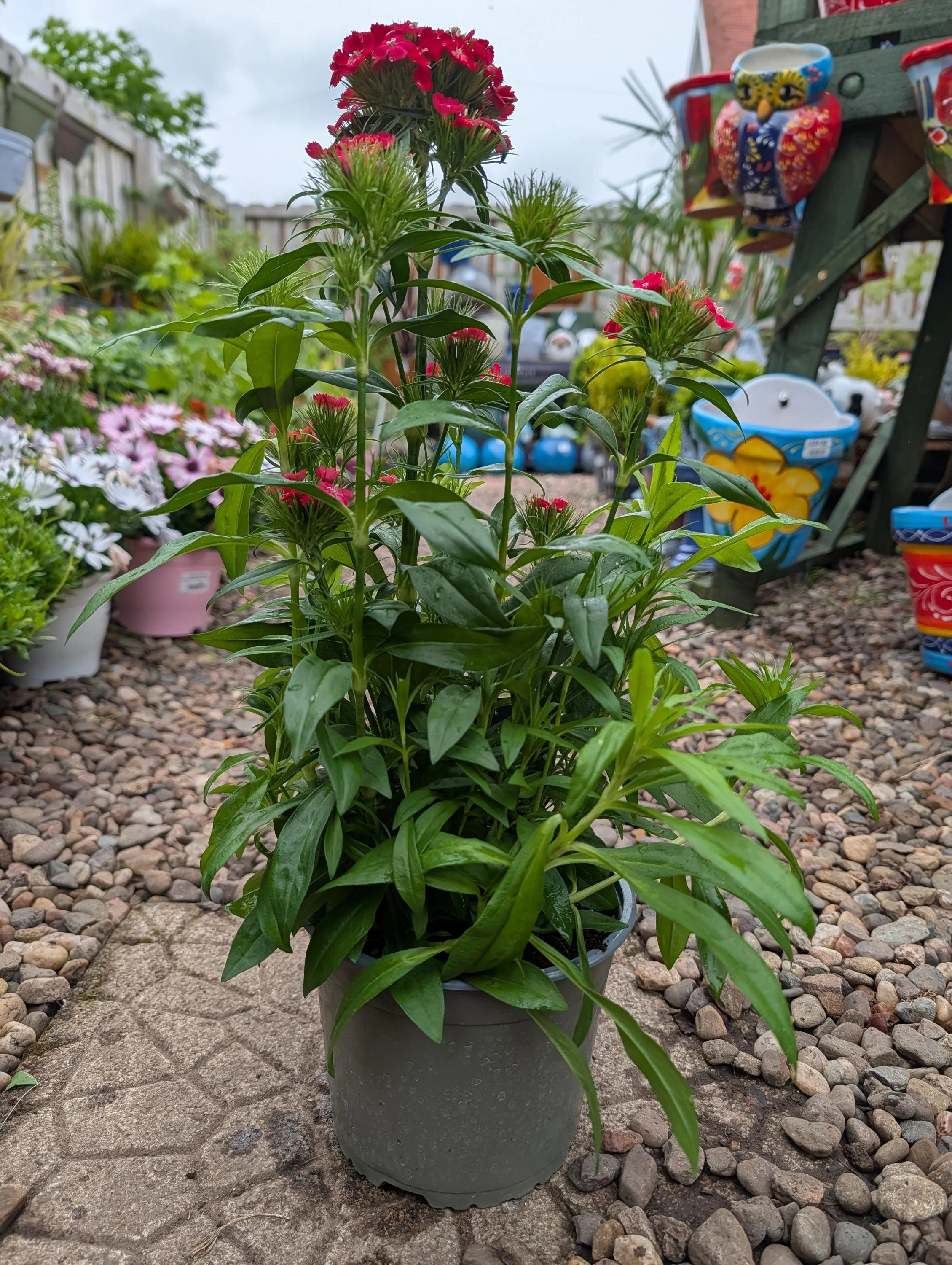 Sweet_William_Plant -4.jpg