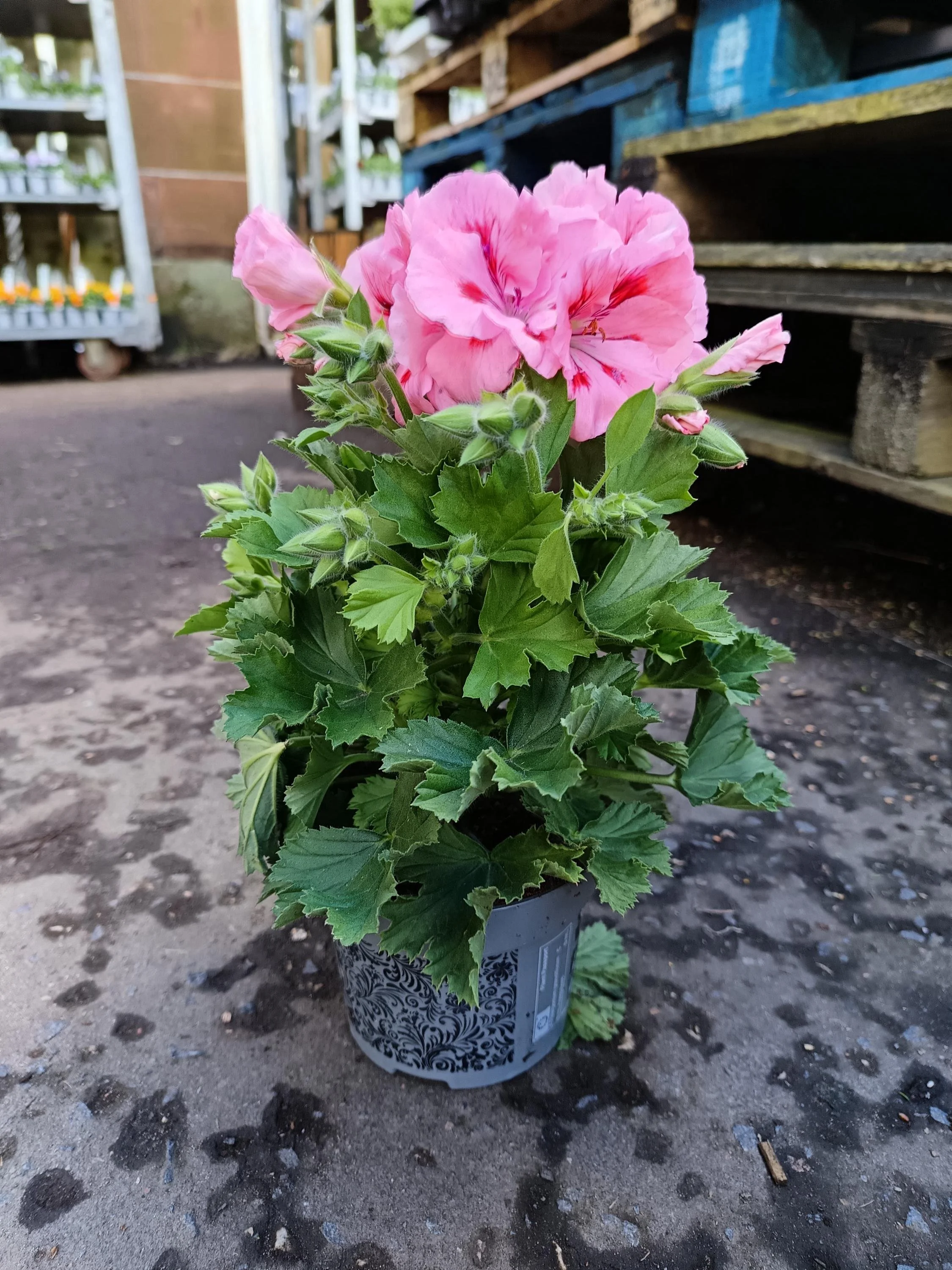 Pelargonium_Plant-11.jpg