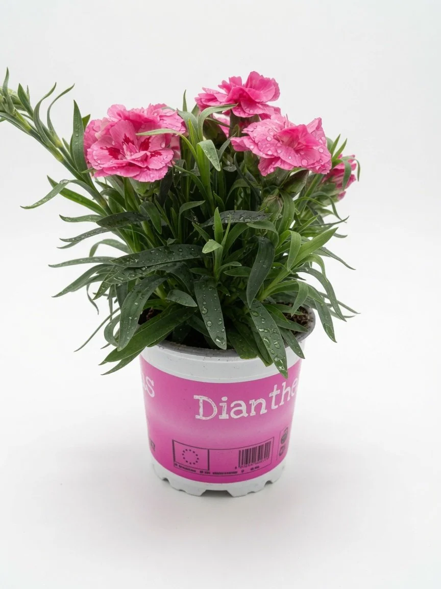 Pink_Dian-1.jpg
