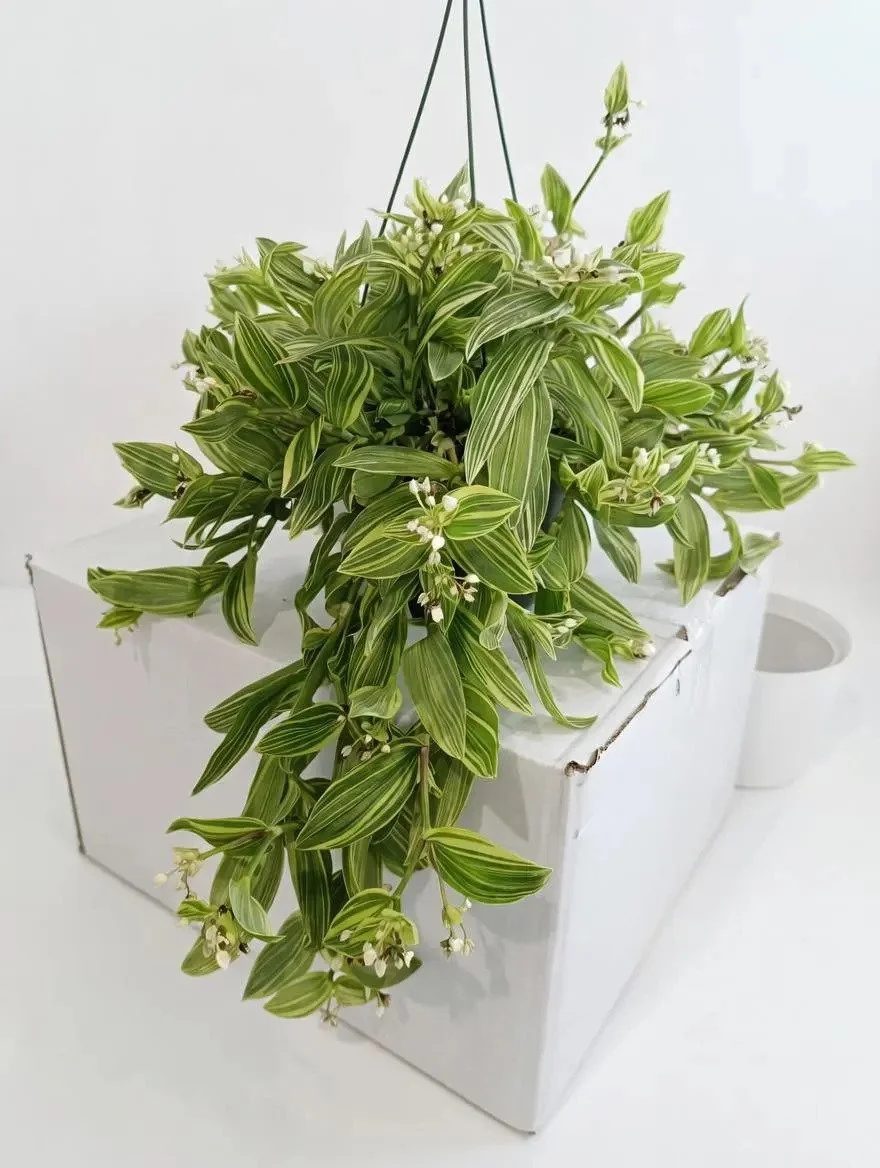 Tradescantia_Flumeninsis-1.jpg